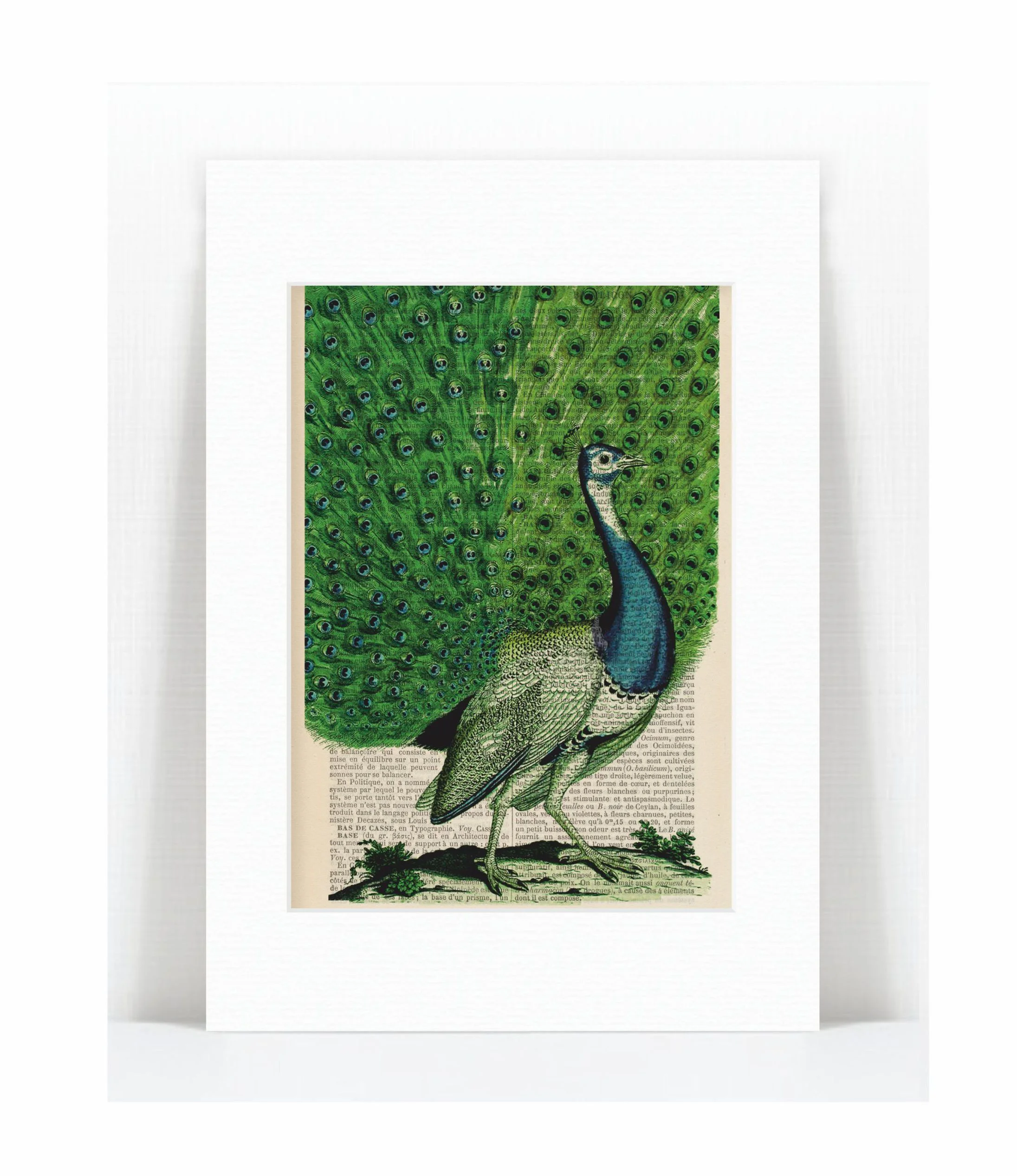 peacock full tail.jpg