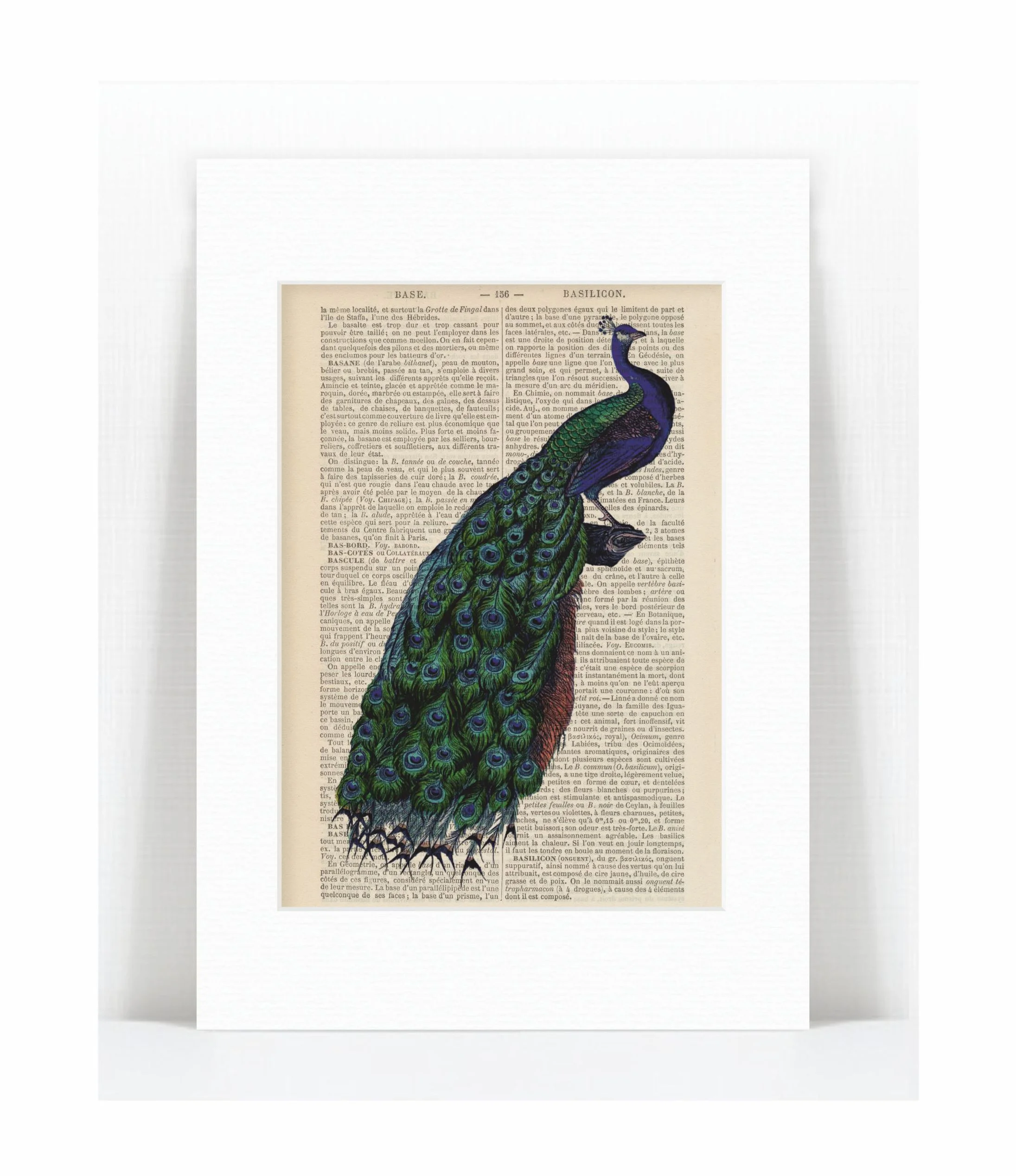 peacock.jpg