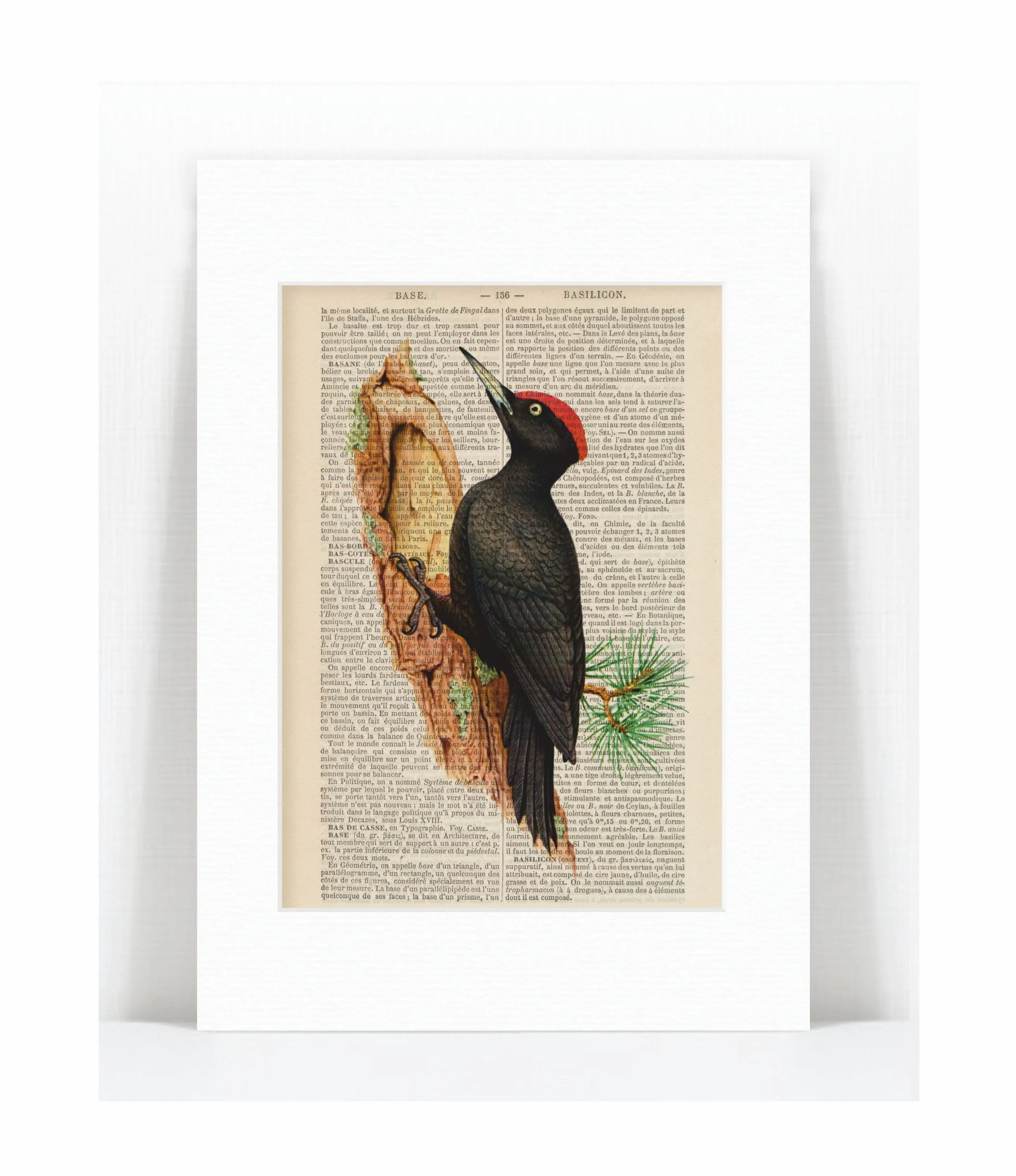 woodpecker.jpg