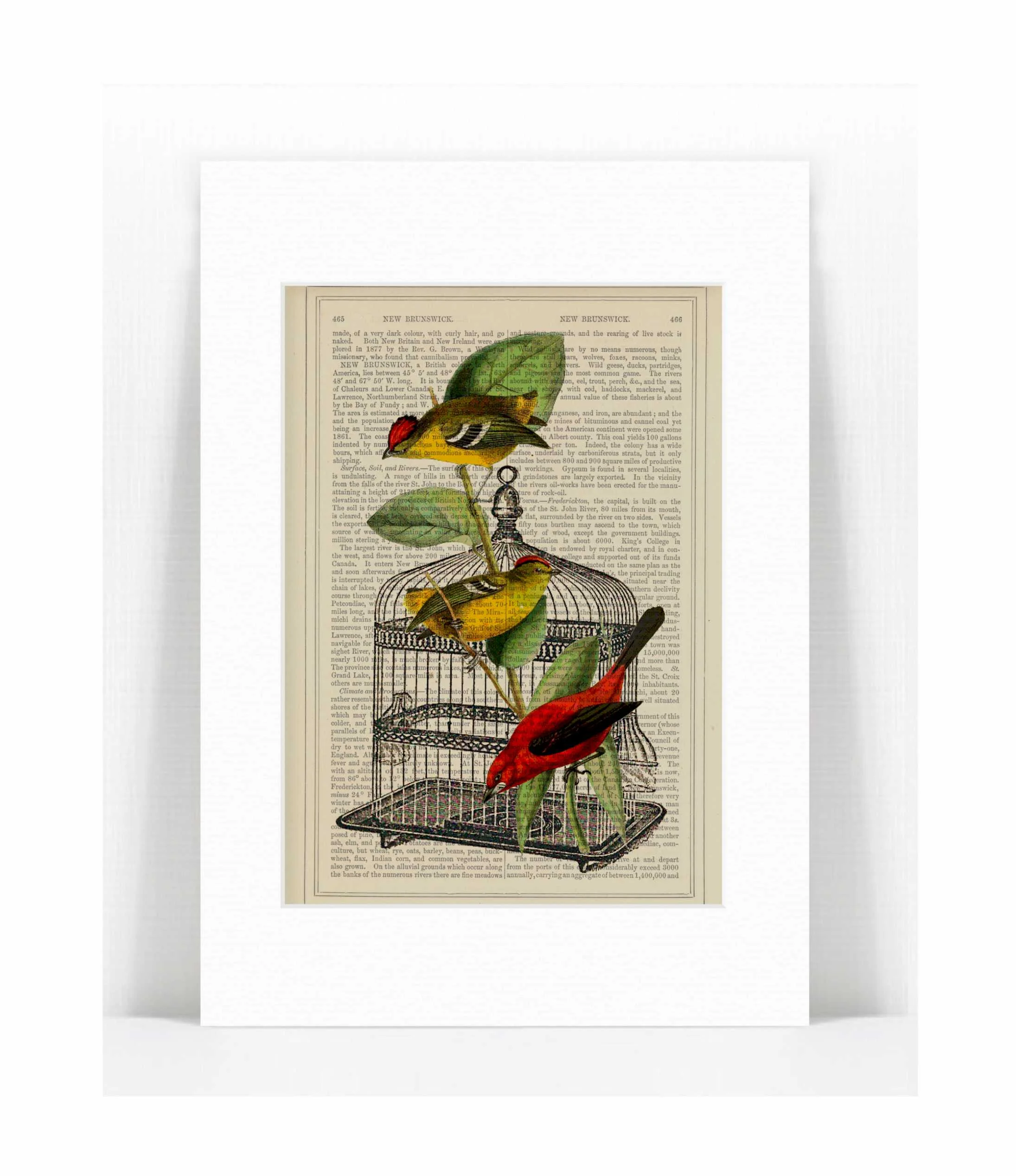 birds cage.jpg