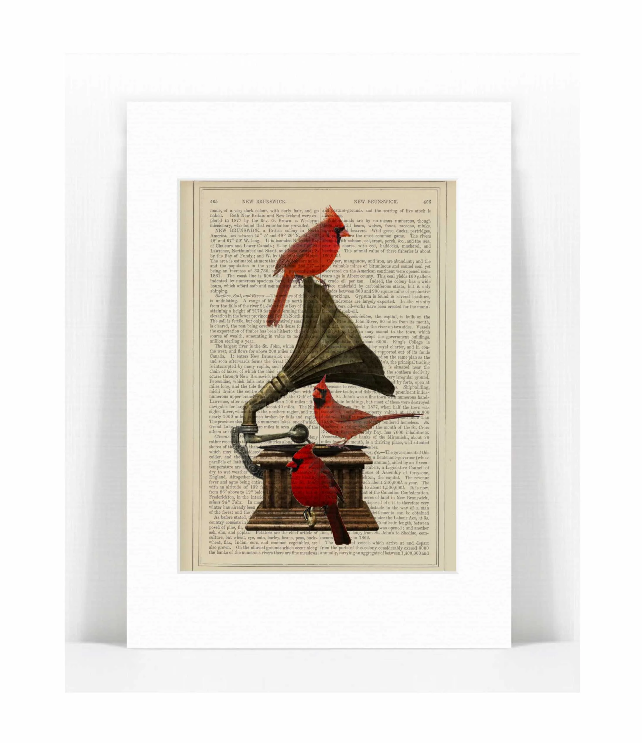 birds gramophone.jpg