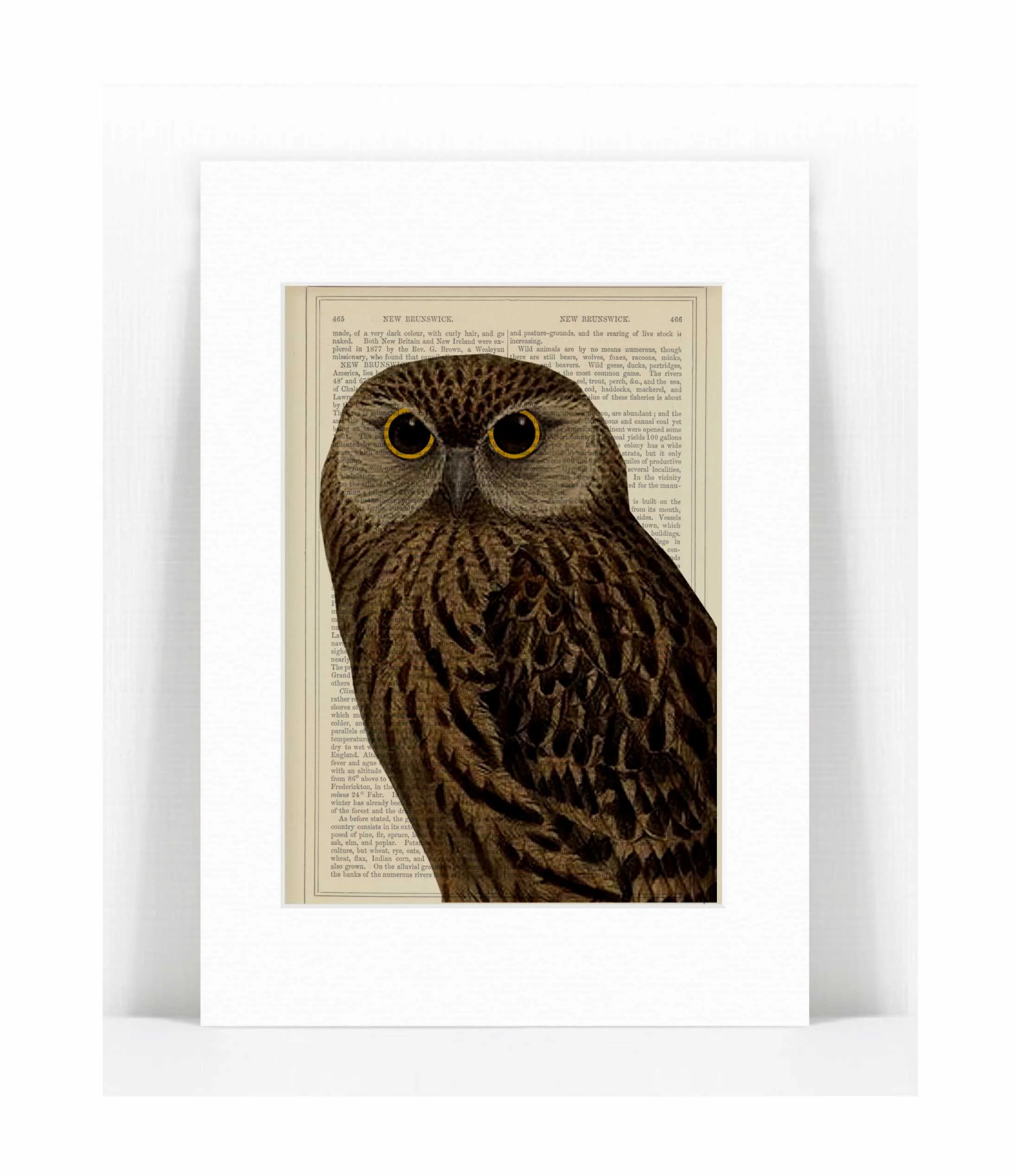 brown owl.jpg