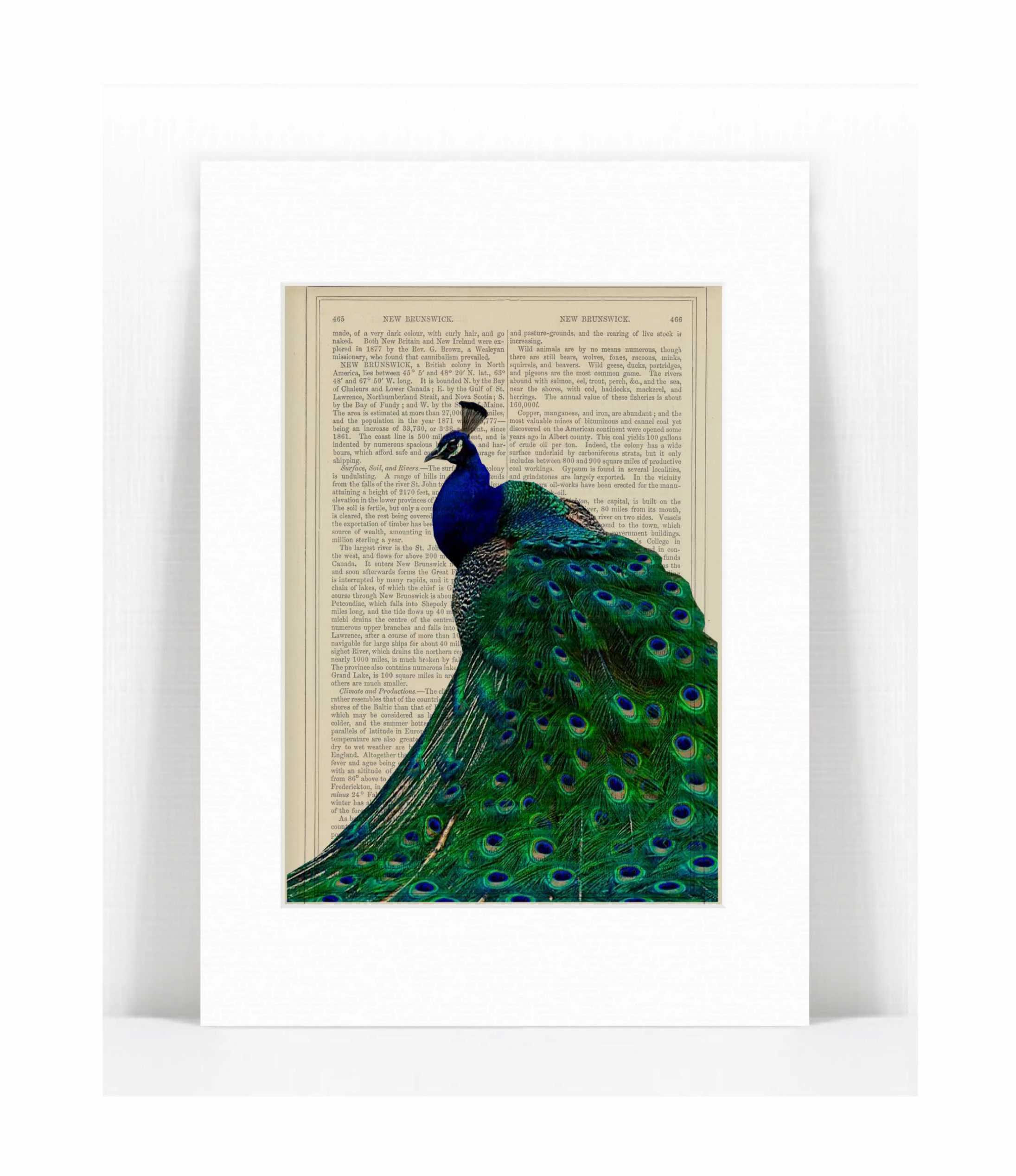 Peacock Full Corner Print