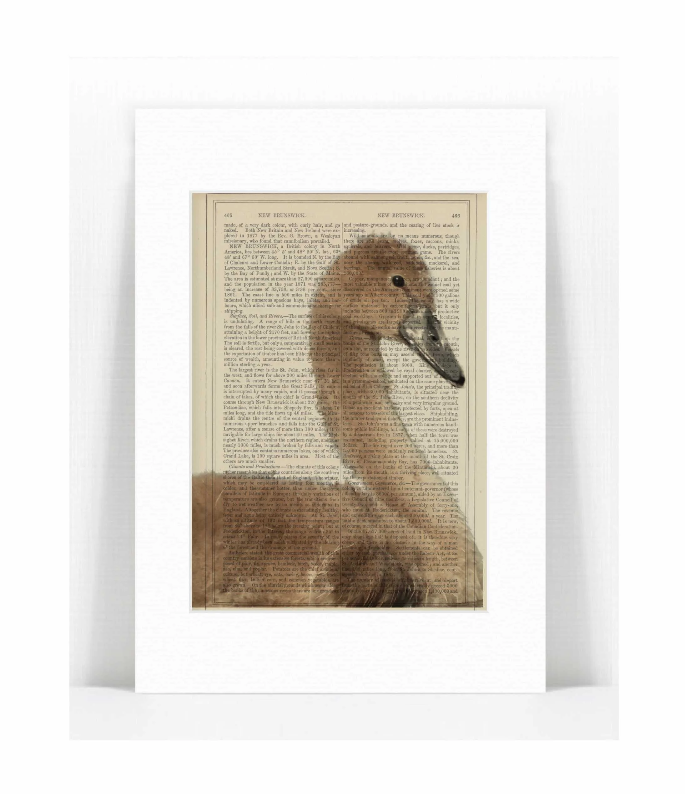 swan.jpg