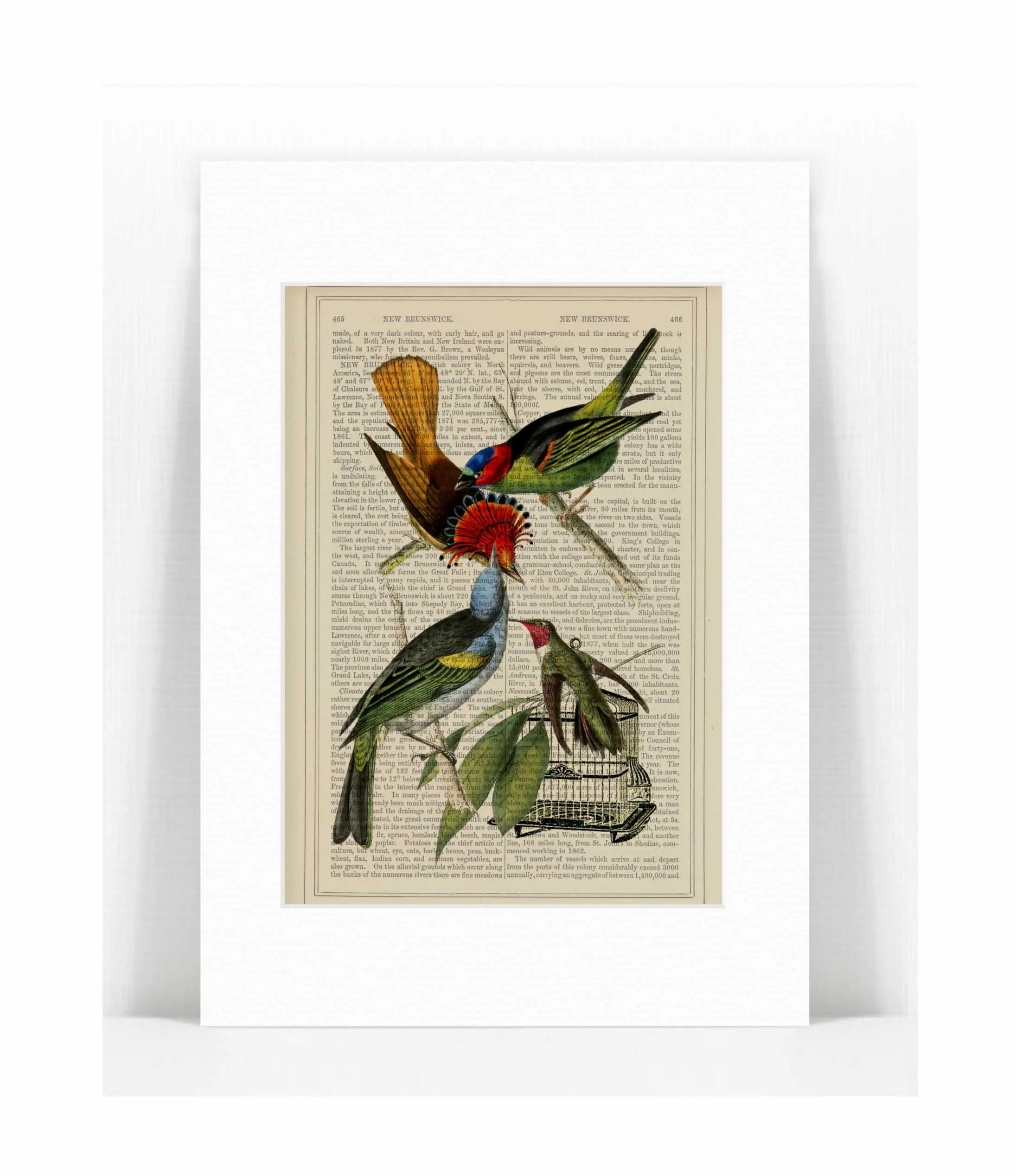 tropical birds cage.jpg