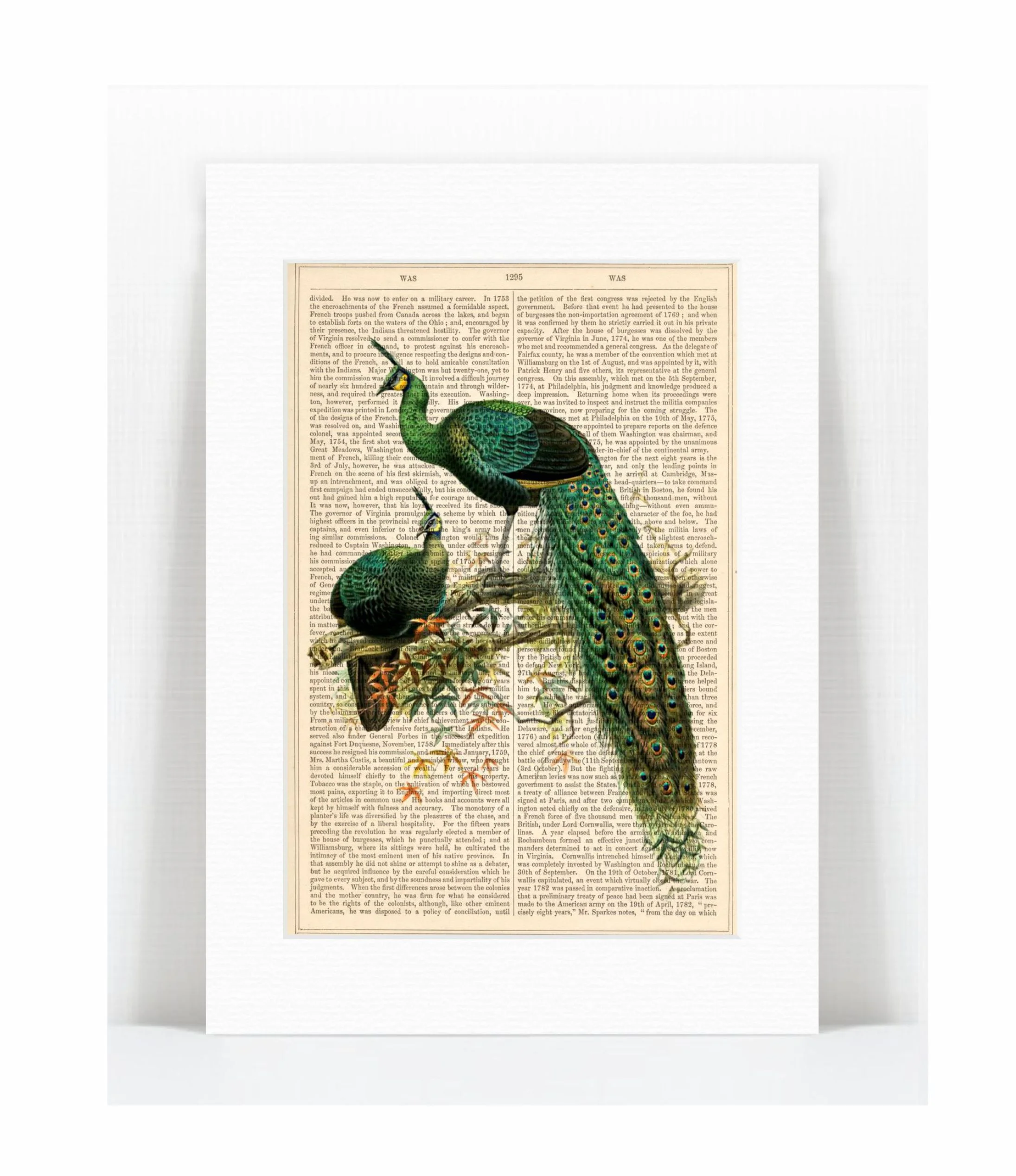 peacock branch.jpg