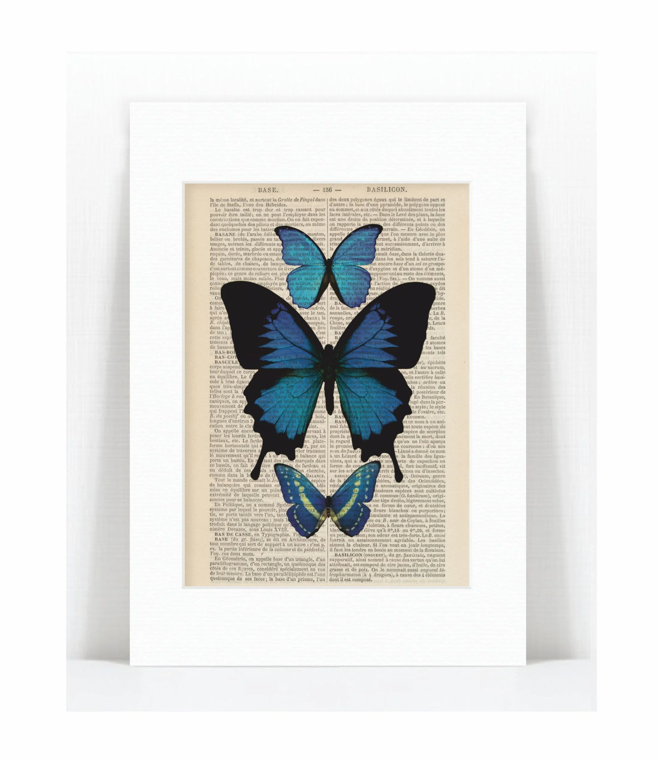 blue butterflies.jpg