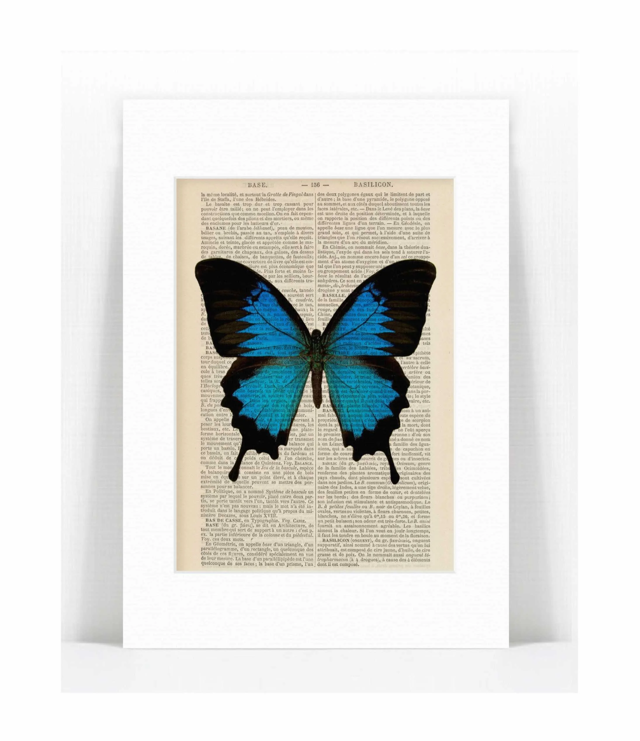 blue butterfly.jpg