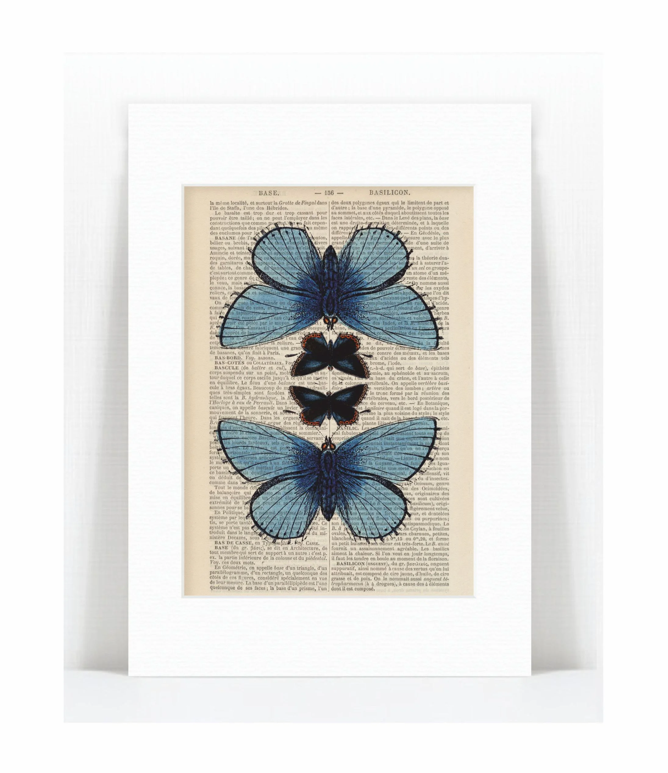 blue moths.jpg