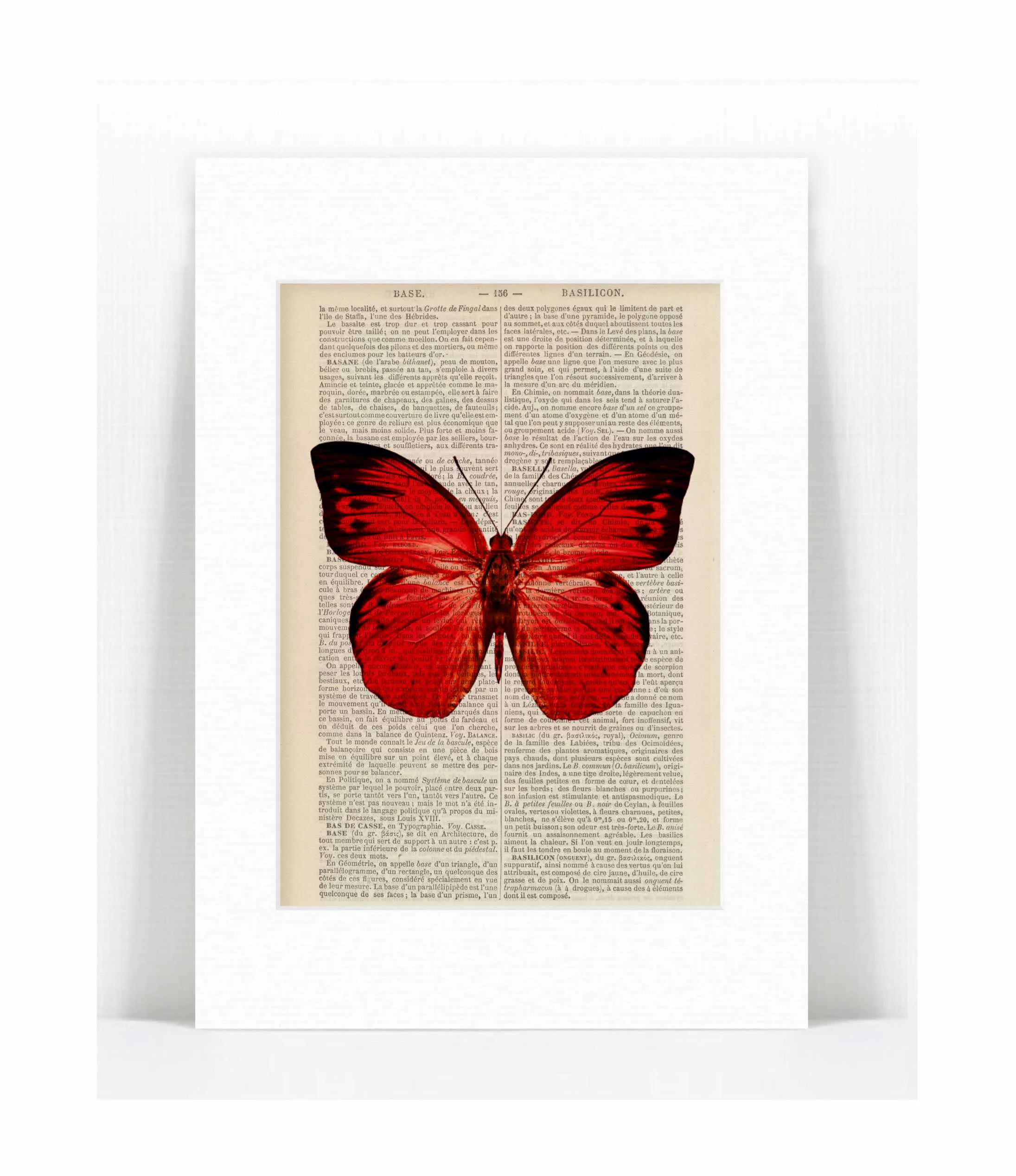 red butterfly.jpg
