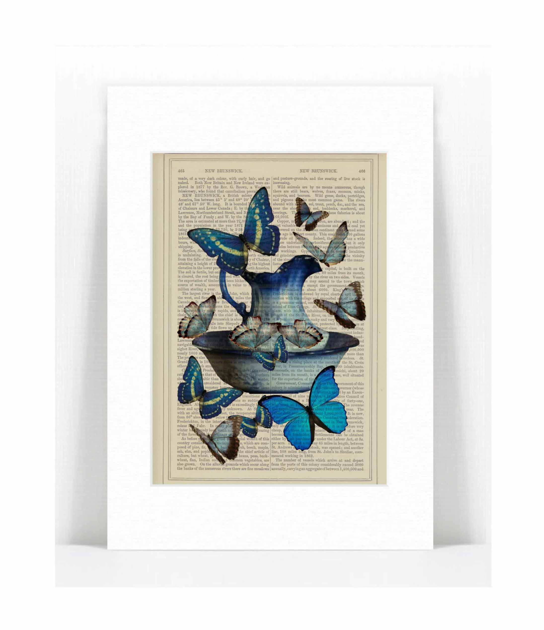 blue jug basin blue butterflies.jpg