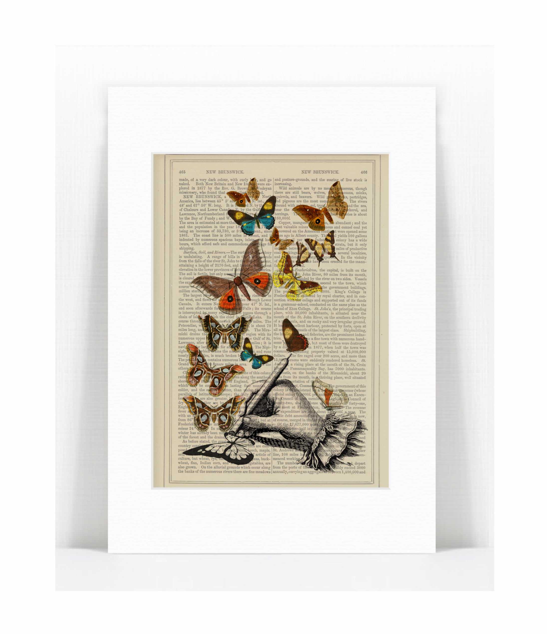 hand drawing butterflies.jpg