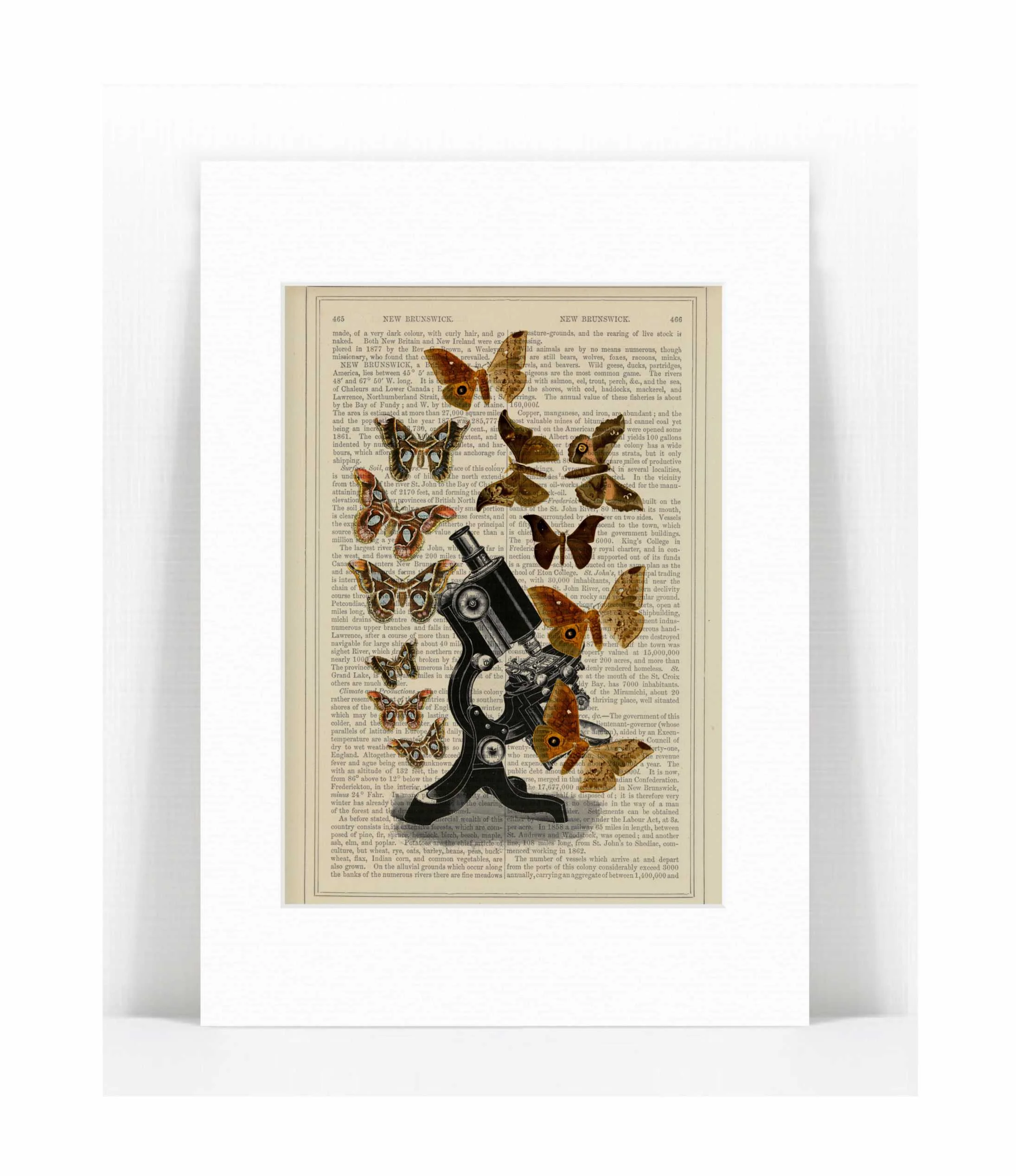 microscope brown butterflies.jpg