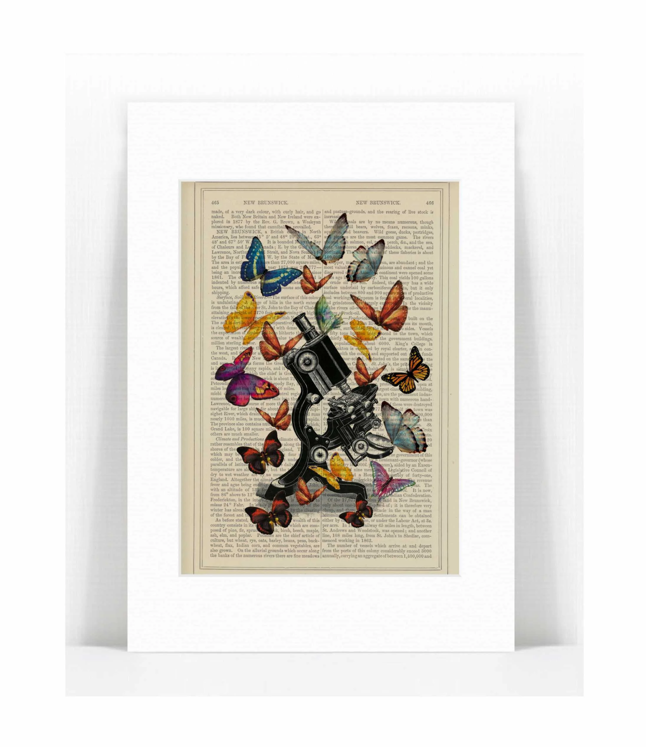 microscope colourful butterflies.jpg