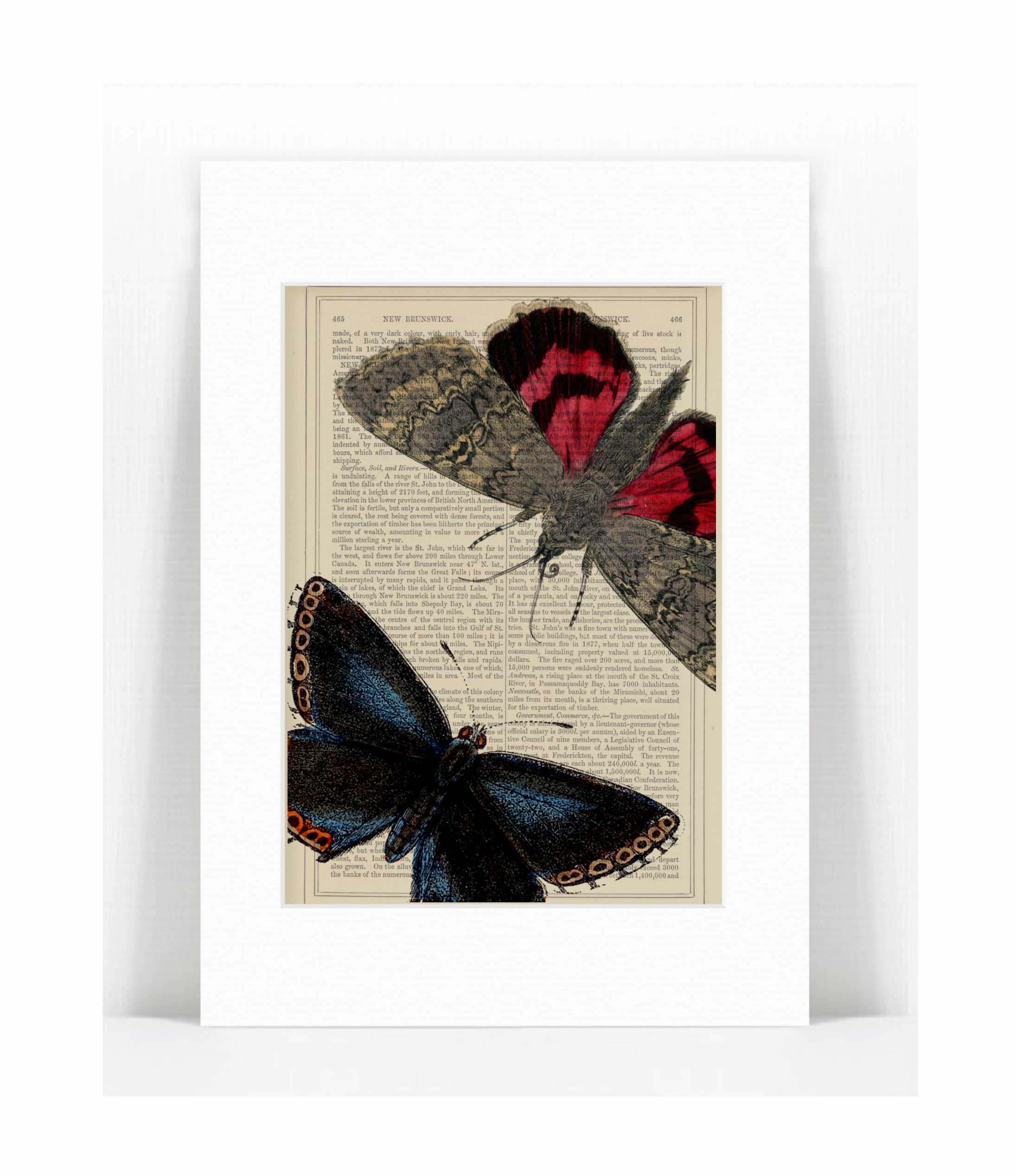 Red And Blue Moths Print