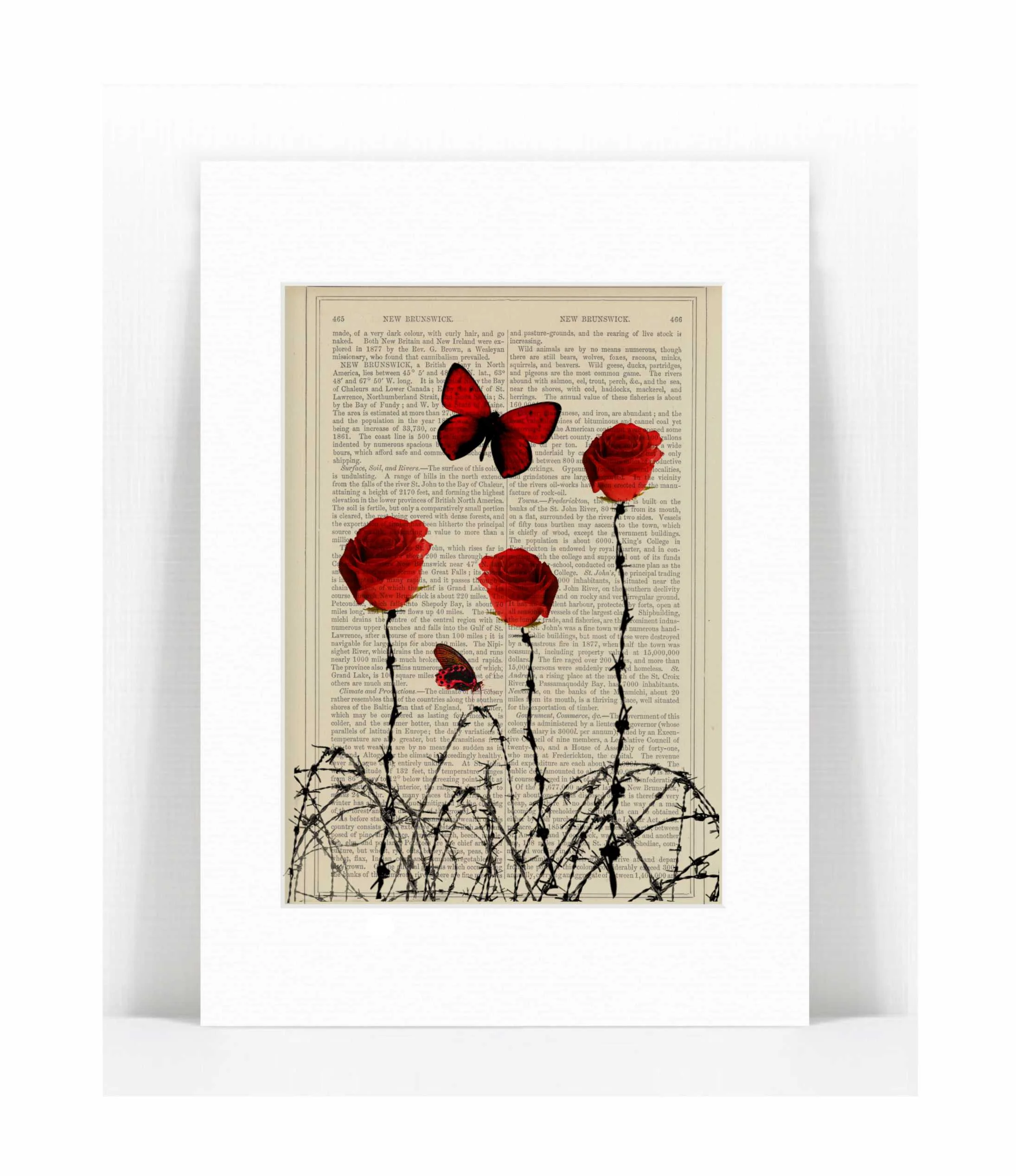red butterfly red rose barbed wirs.jpg