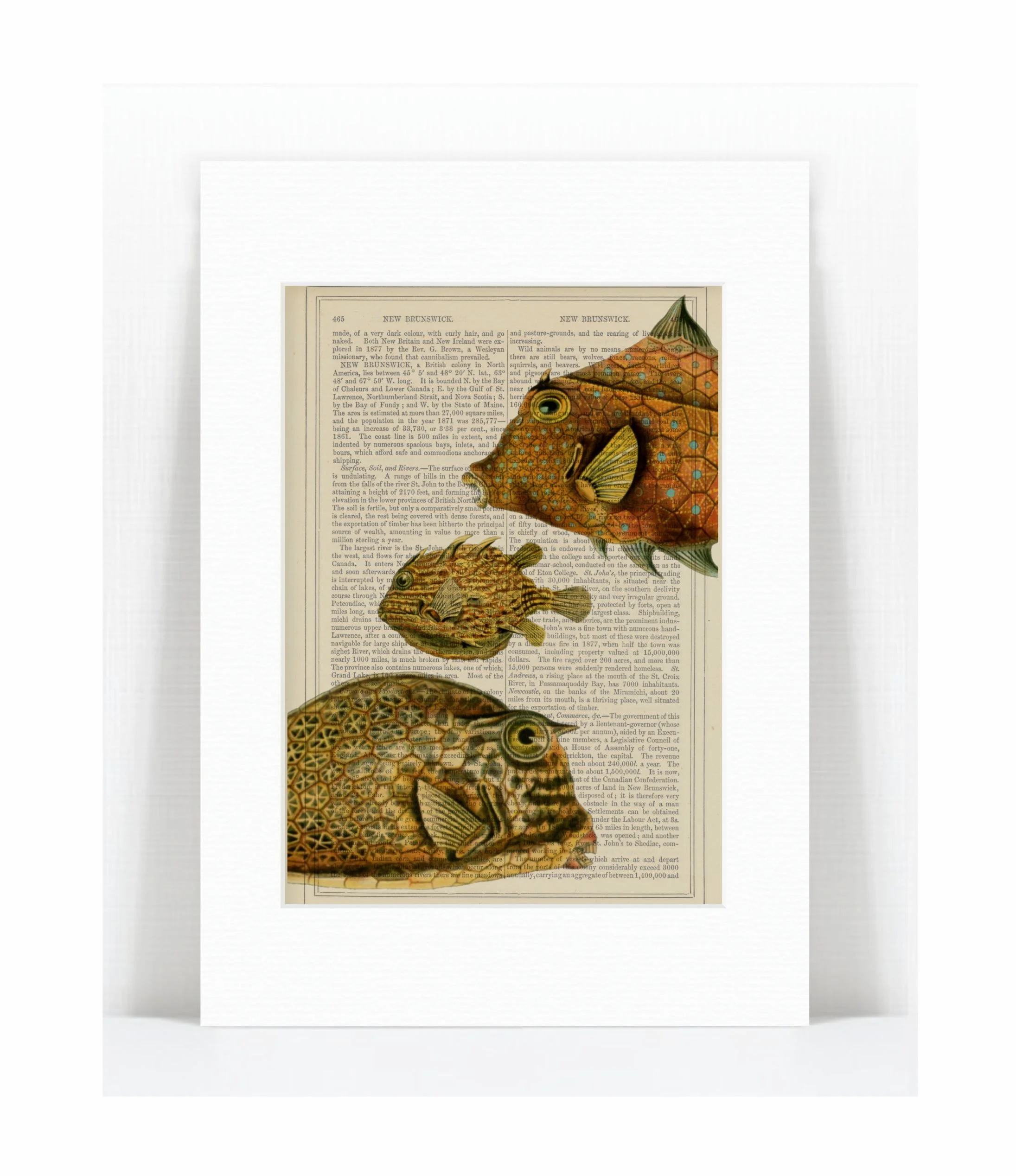3 puffer fish.jpg