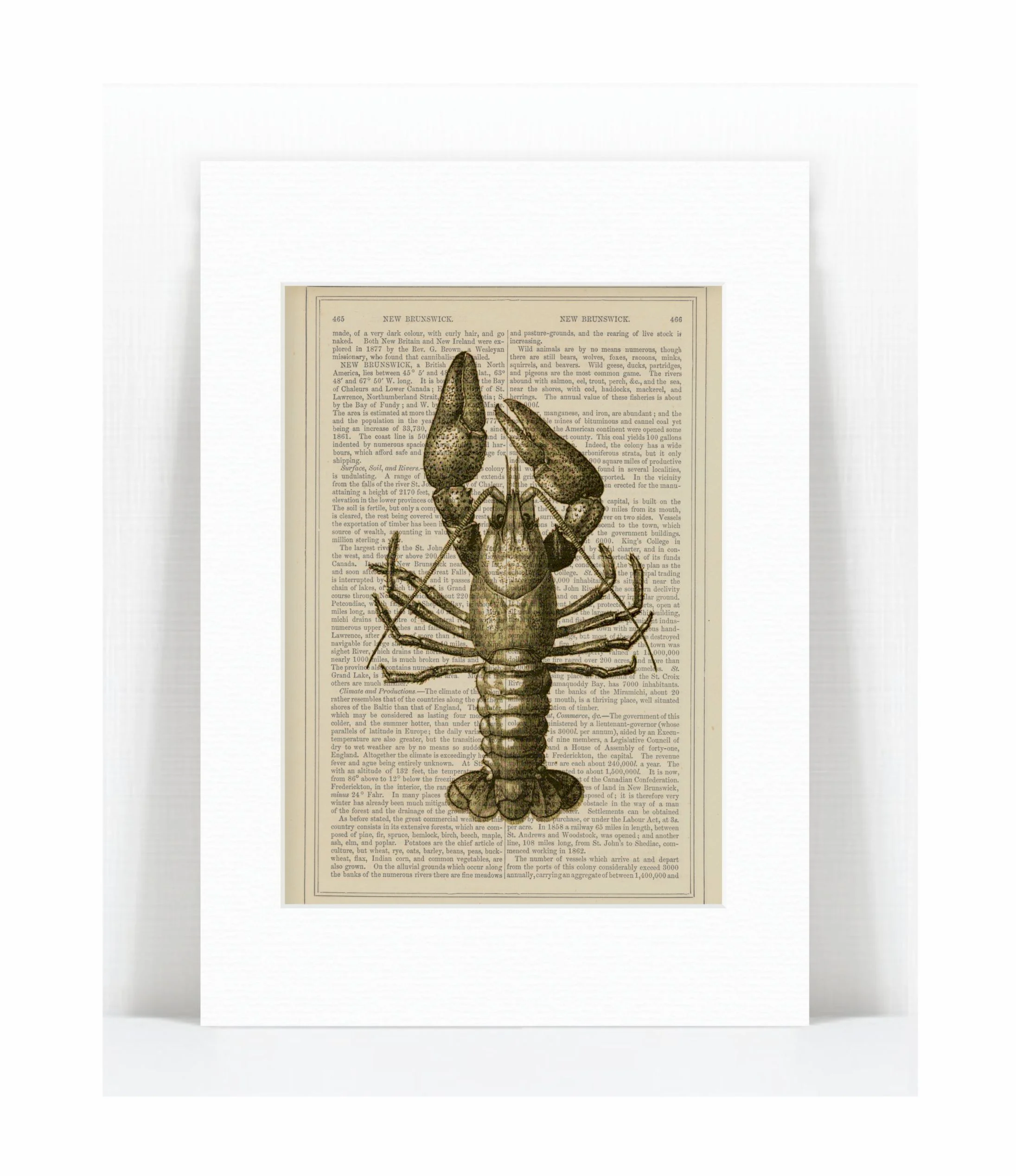 crayfish.jpg
