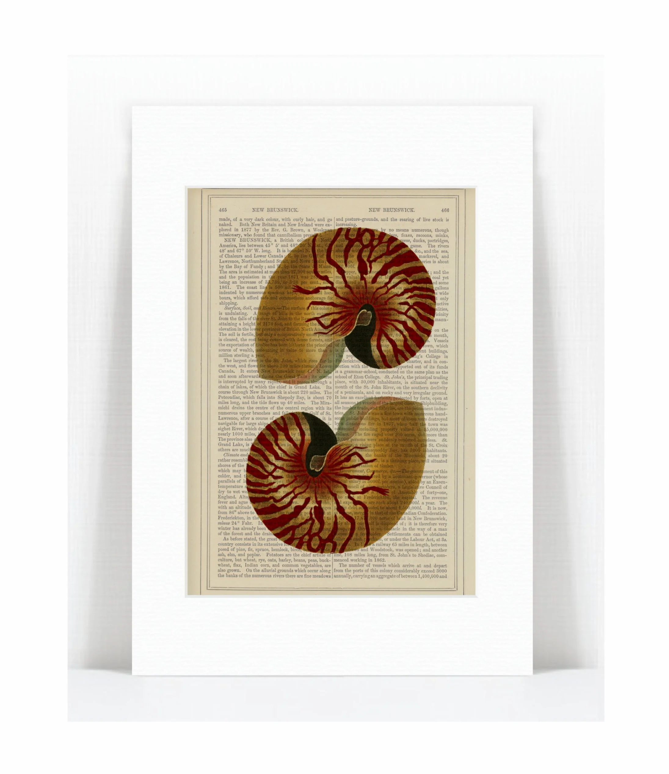 gold conch shells.jpg