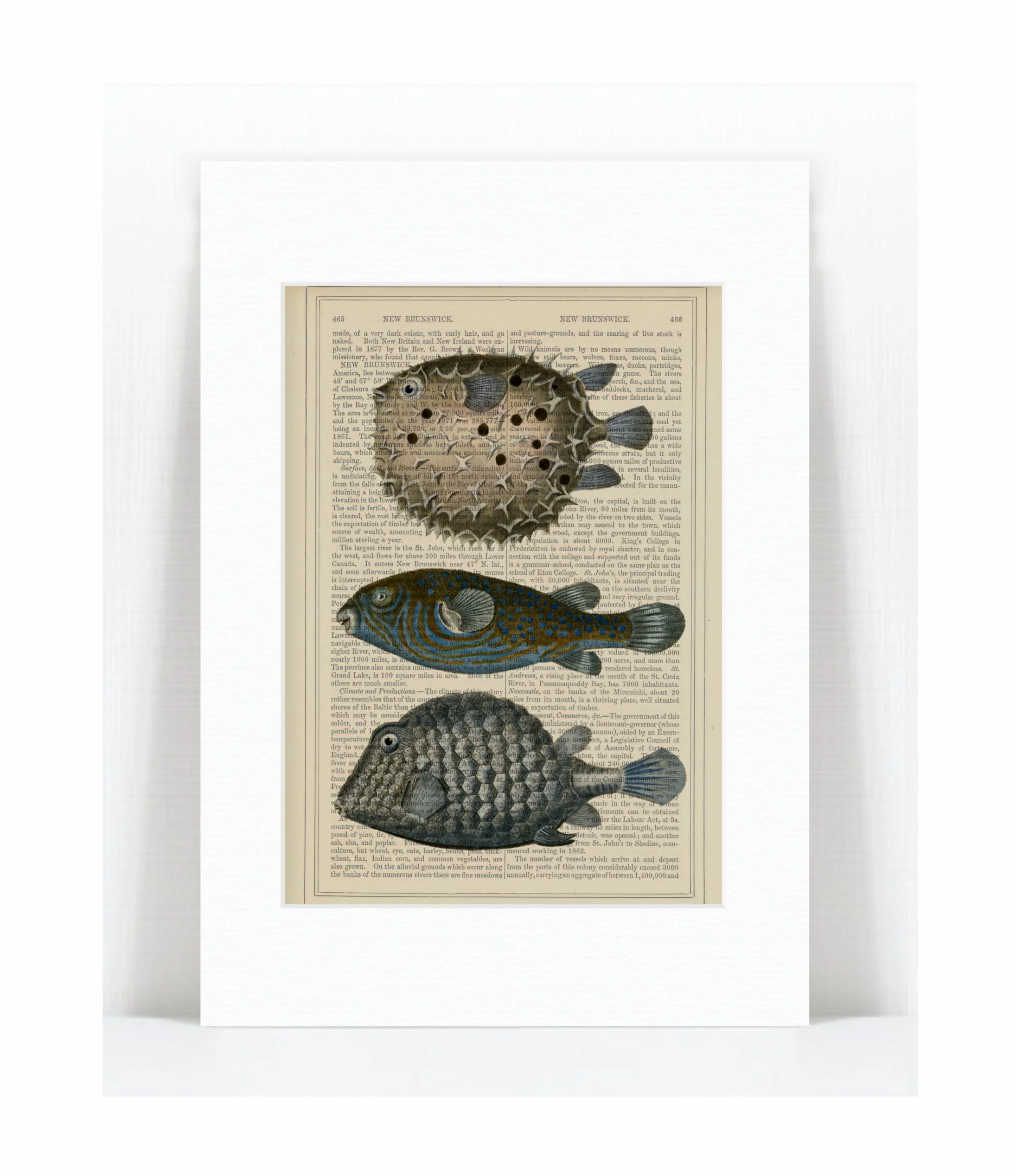 puffer fish1.jpg