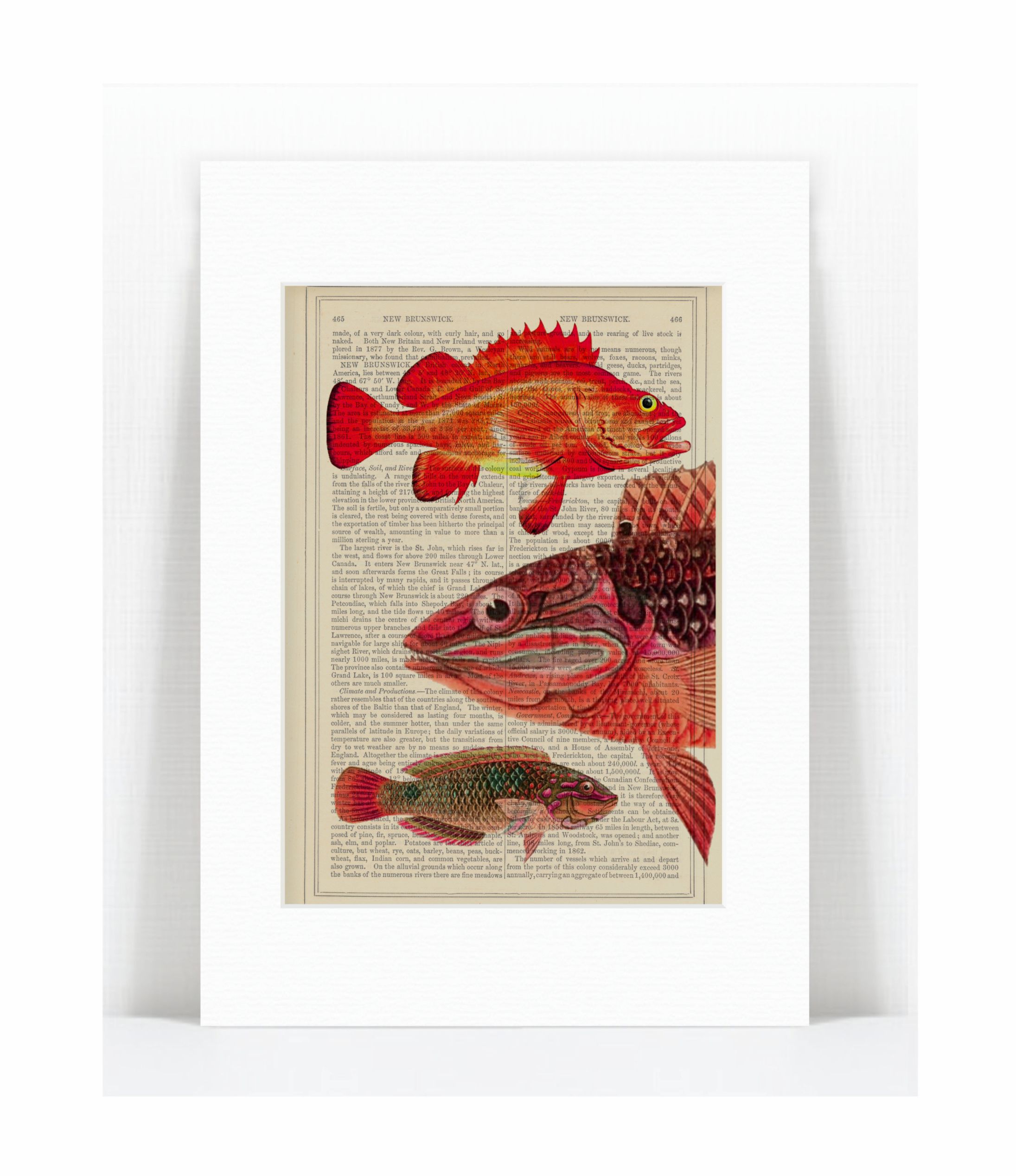 red amazon fish.jpg