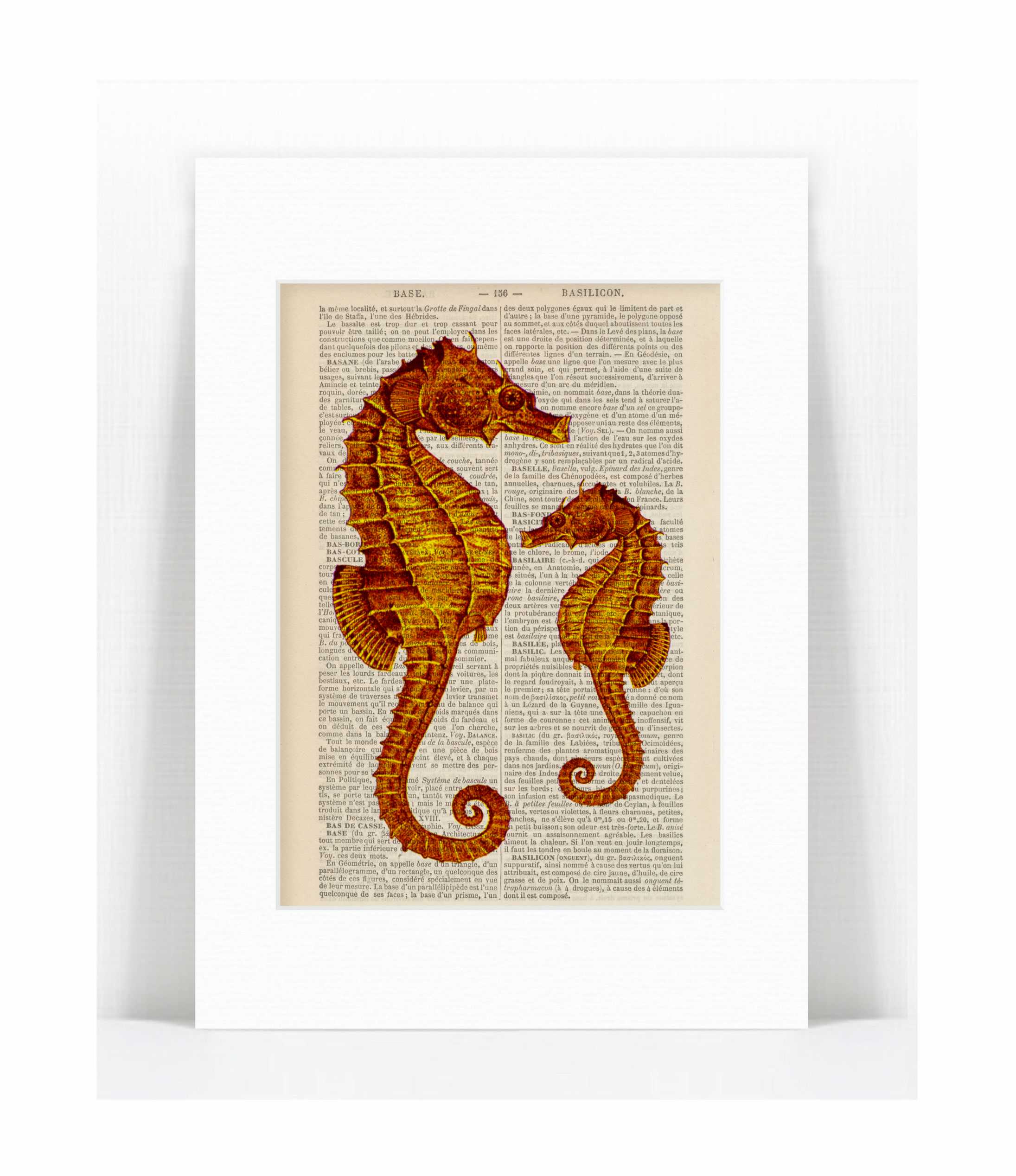 orange seahorses.jpg