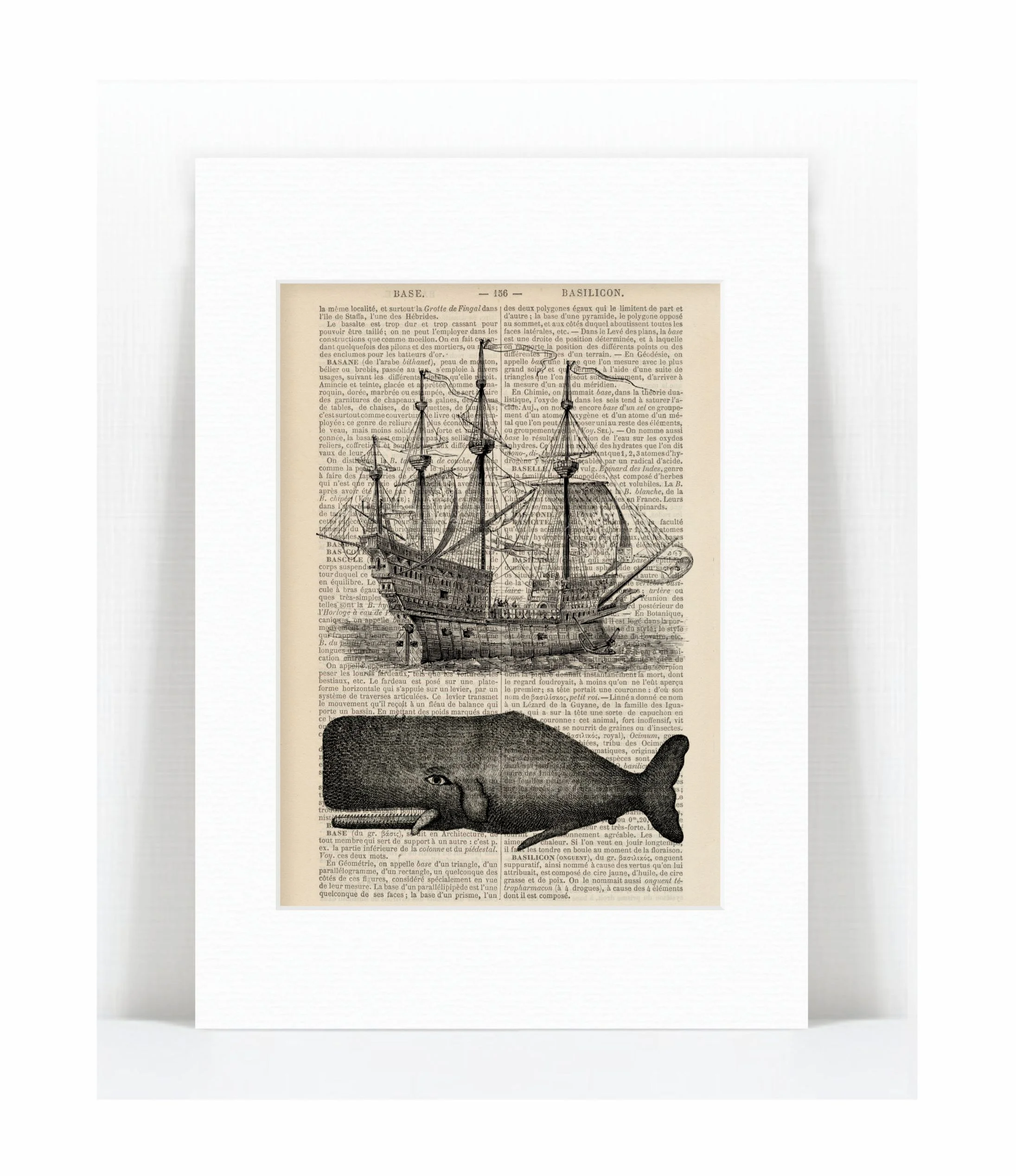 frigate whale.jpg