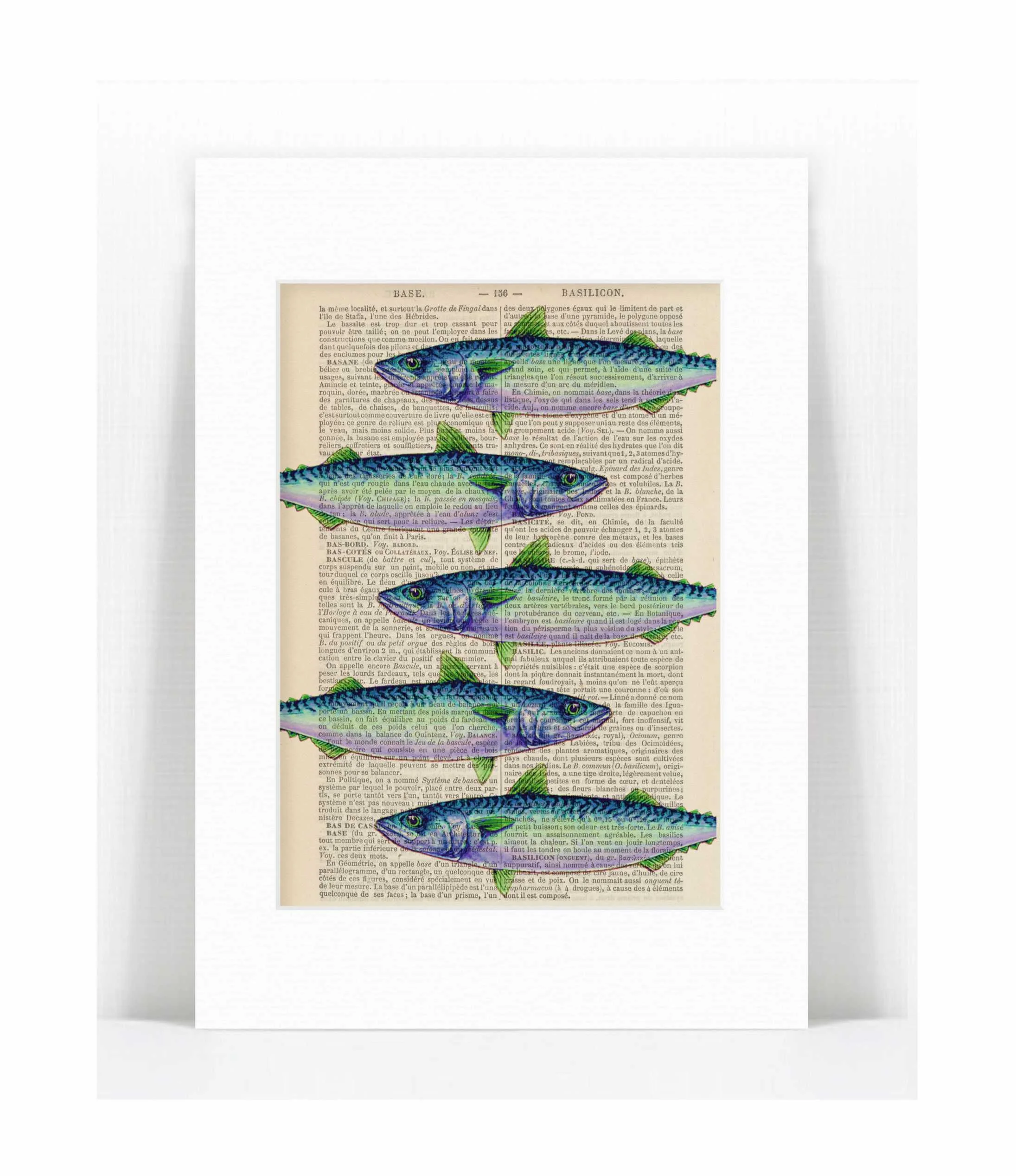mackerel 5.jpg