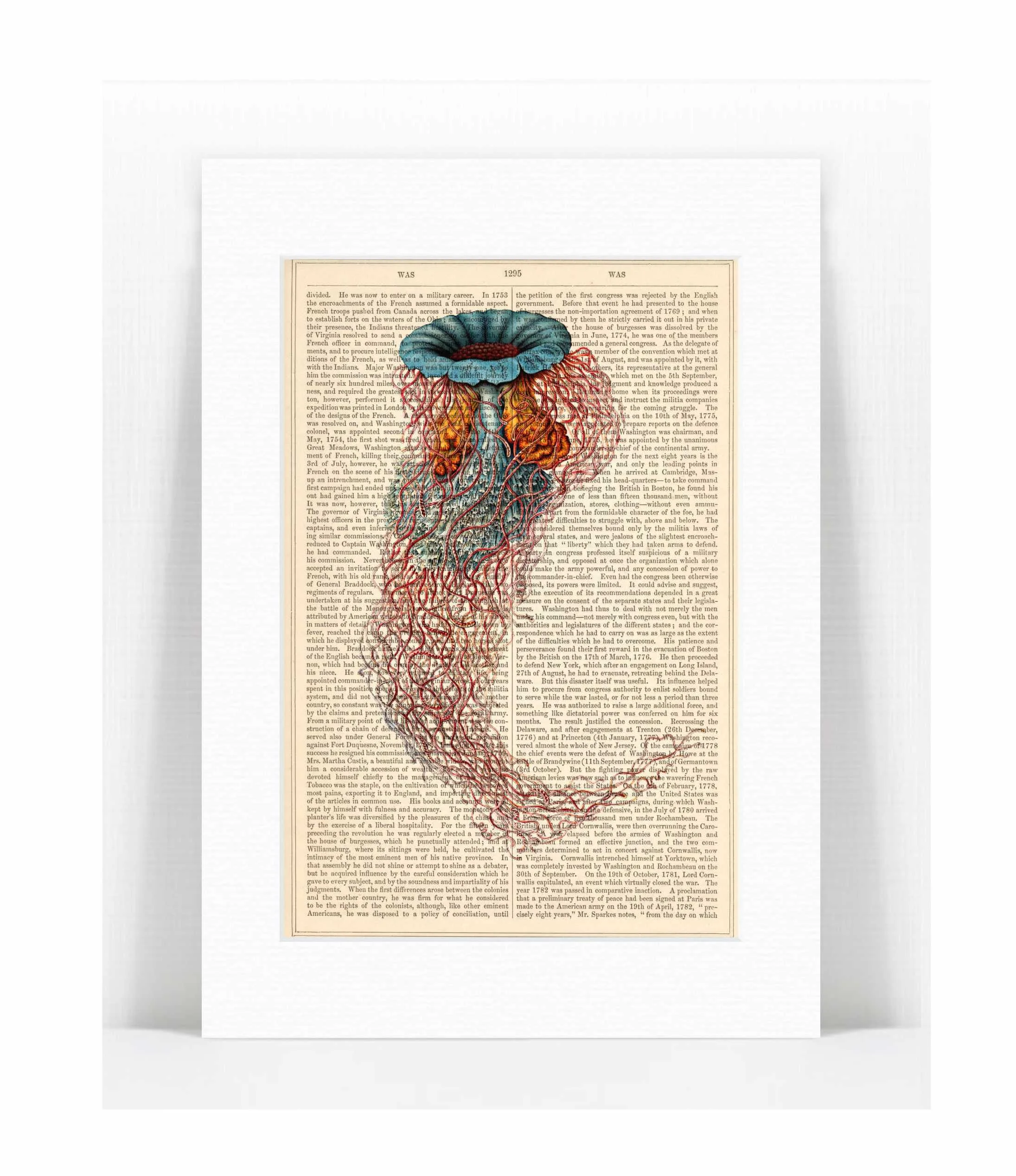 jellyfish Ernst Haeckel 1.jpg