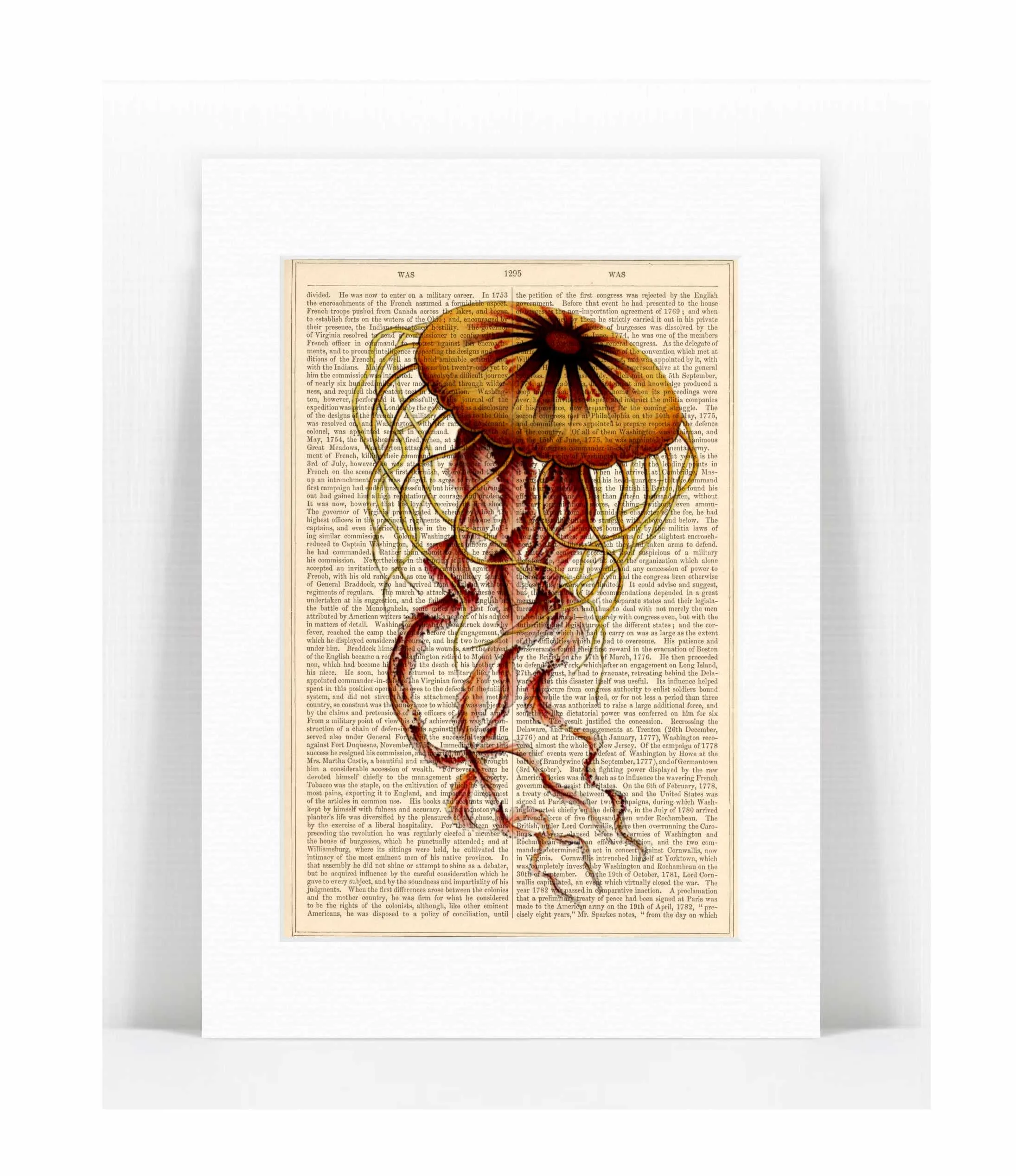 jellyfish Ernst Haeckel 2.jpg