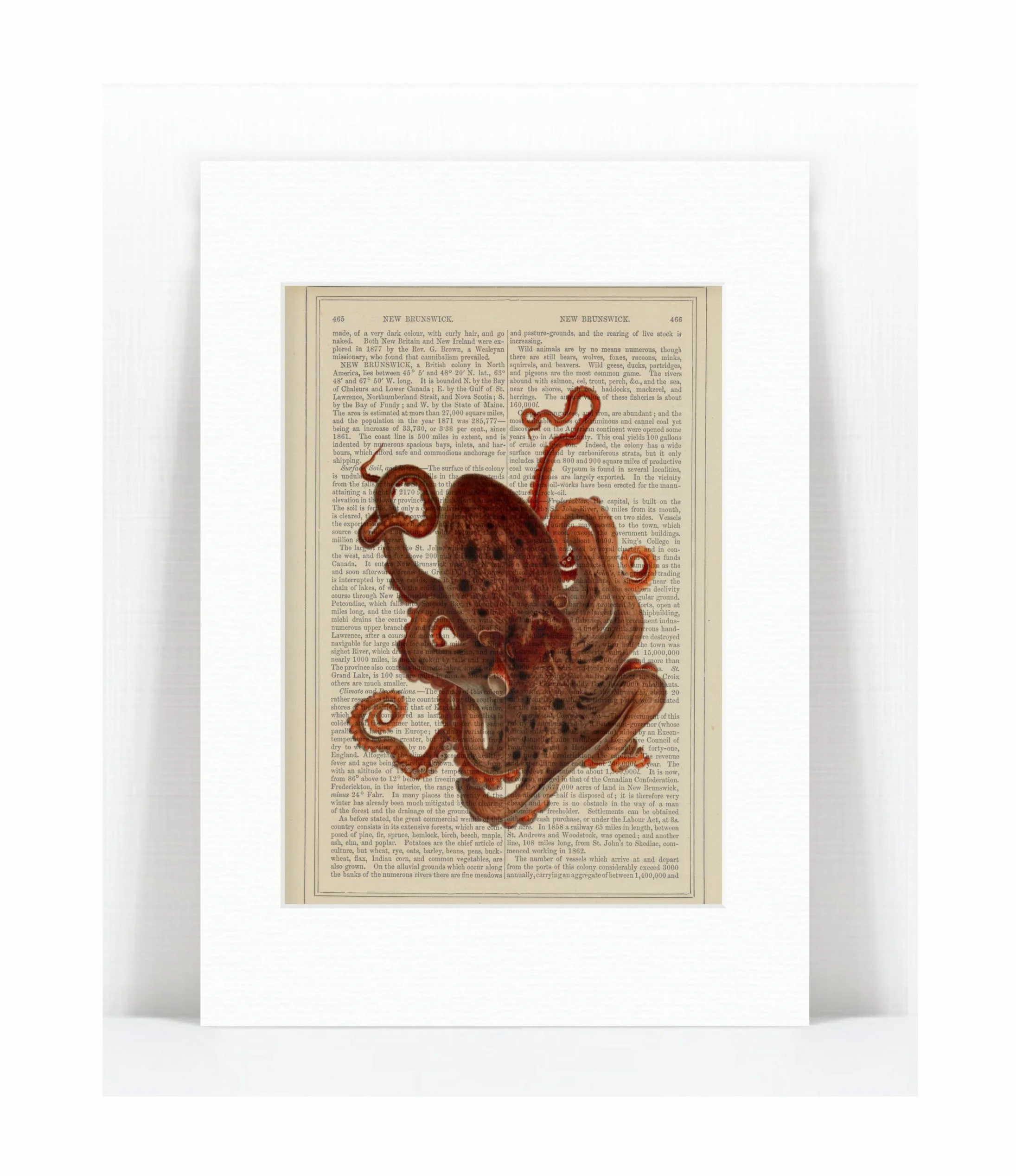 octopus 1.jpg