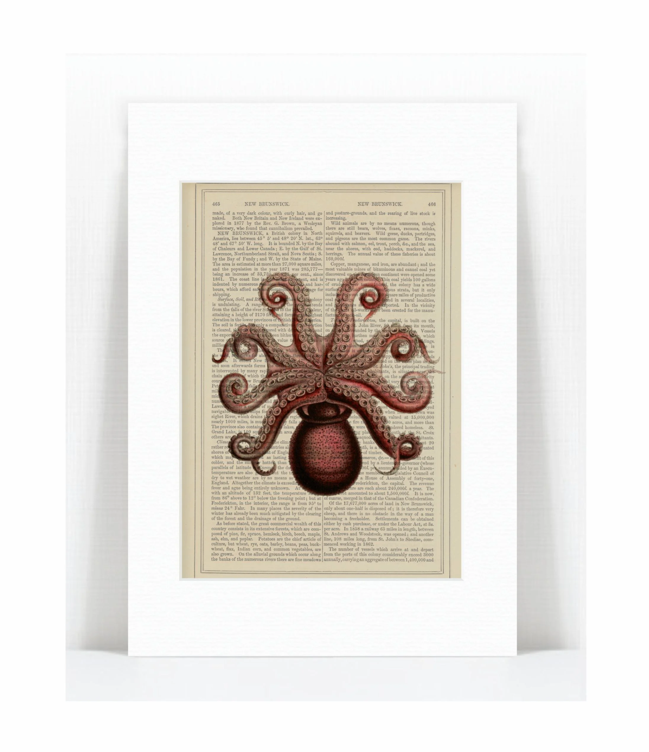 octopus 2.jpg