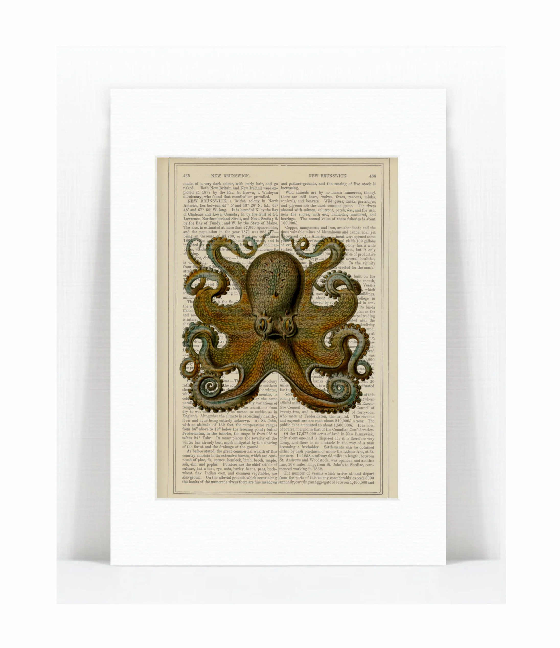 octopus 3.jpg