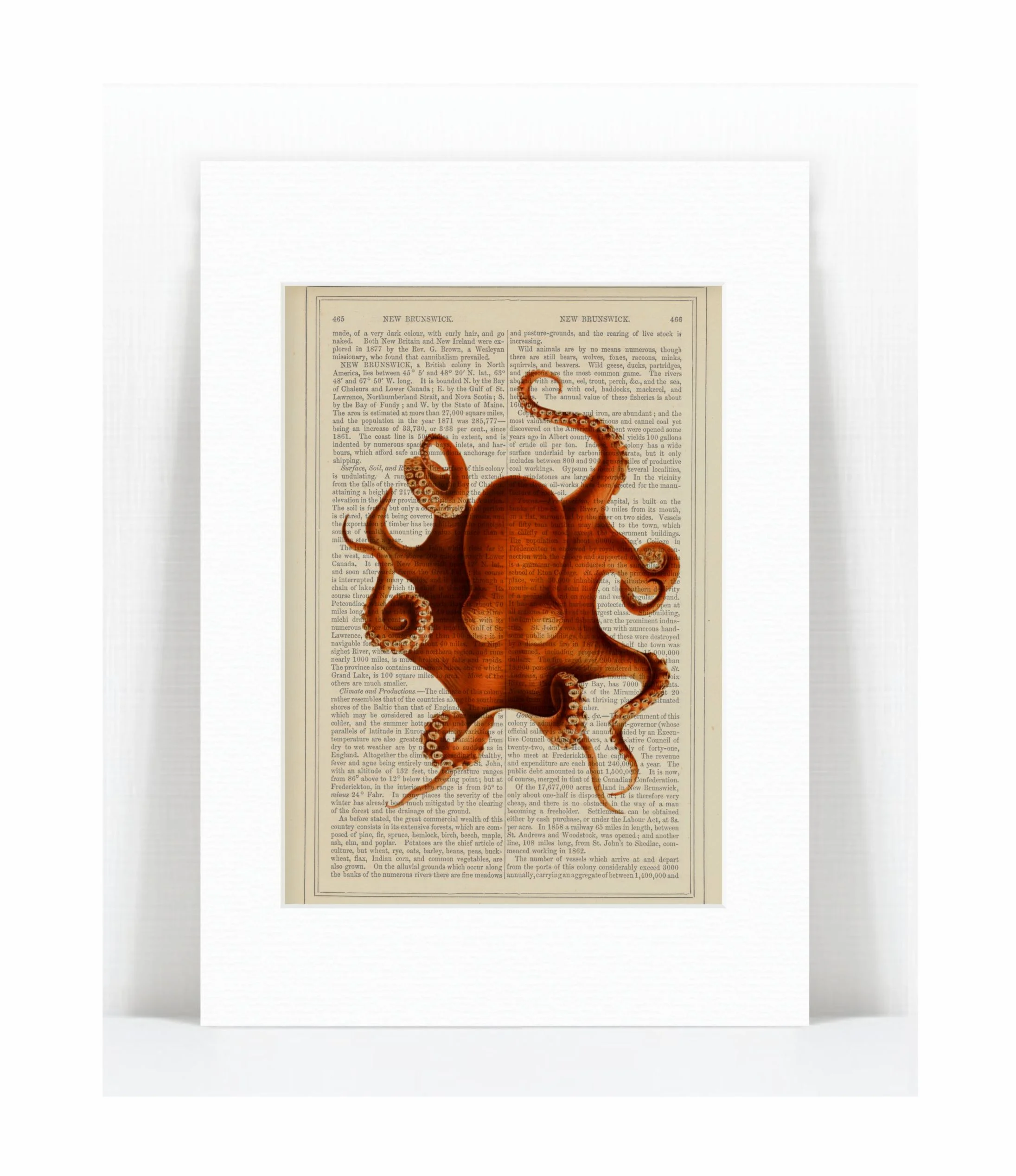 octopus 4.jpg