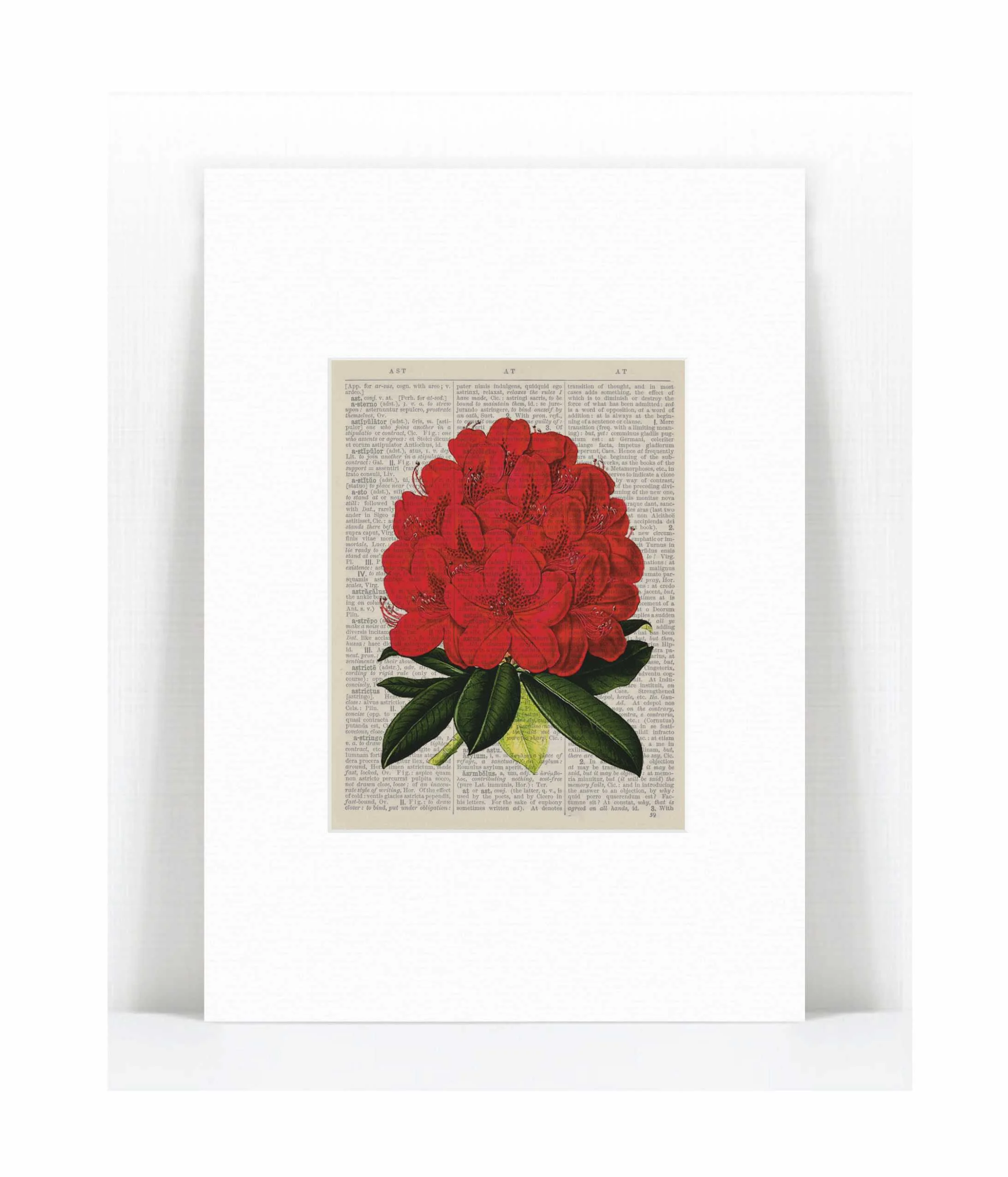 Rhododendron.jpg