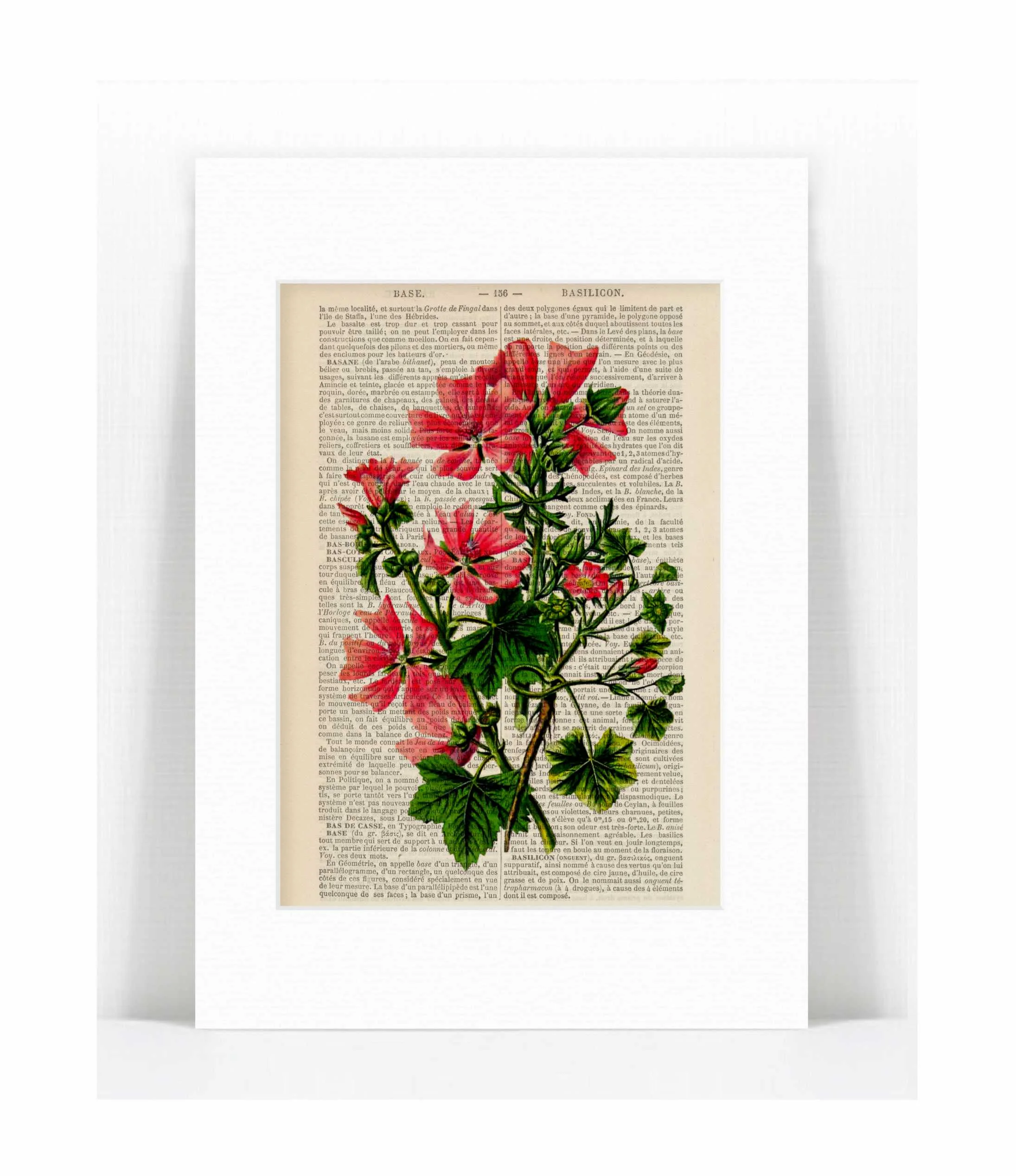 common dwarf mallow.jpg