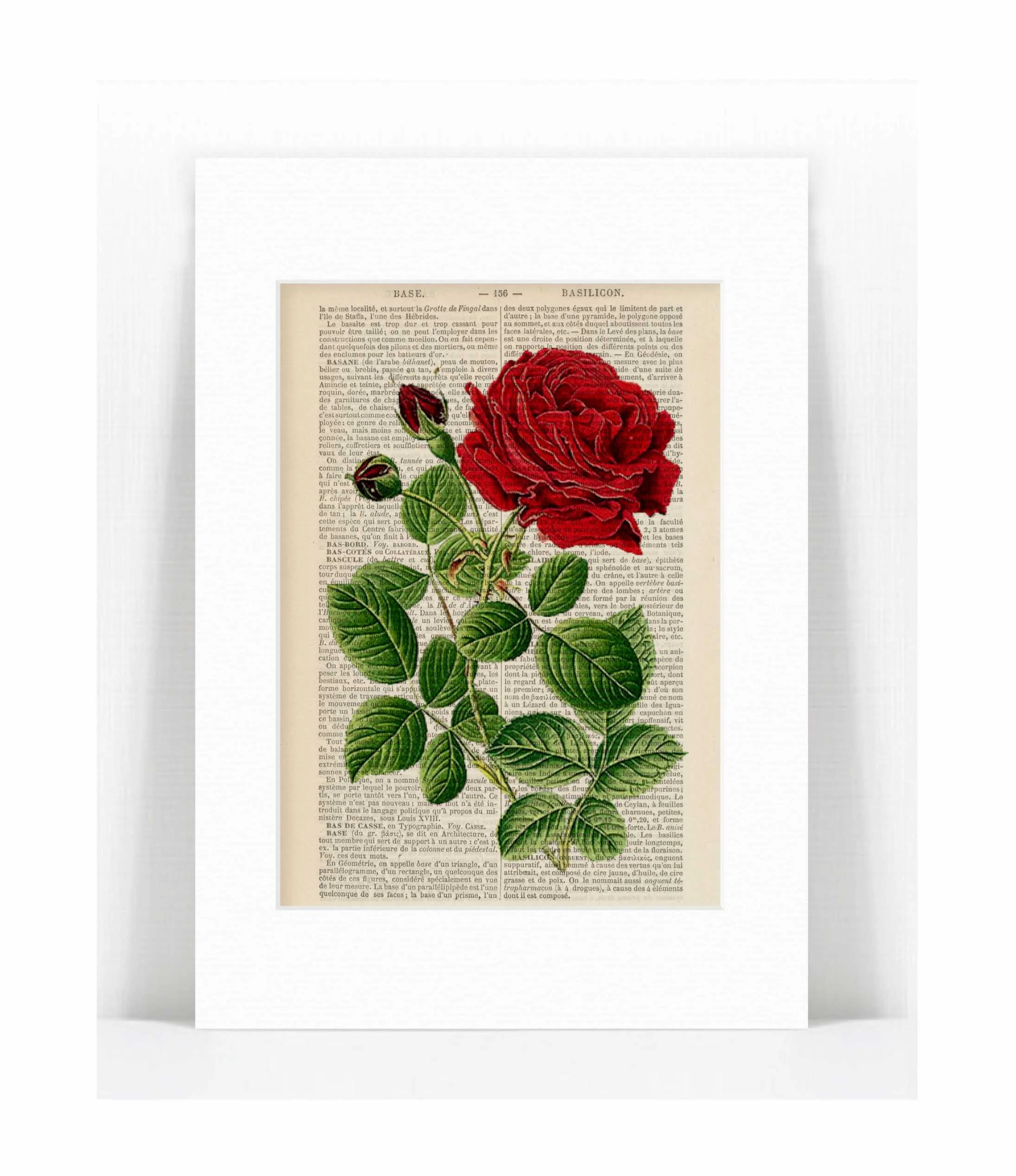 red rose hybrid.jpg