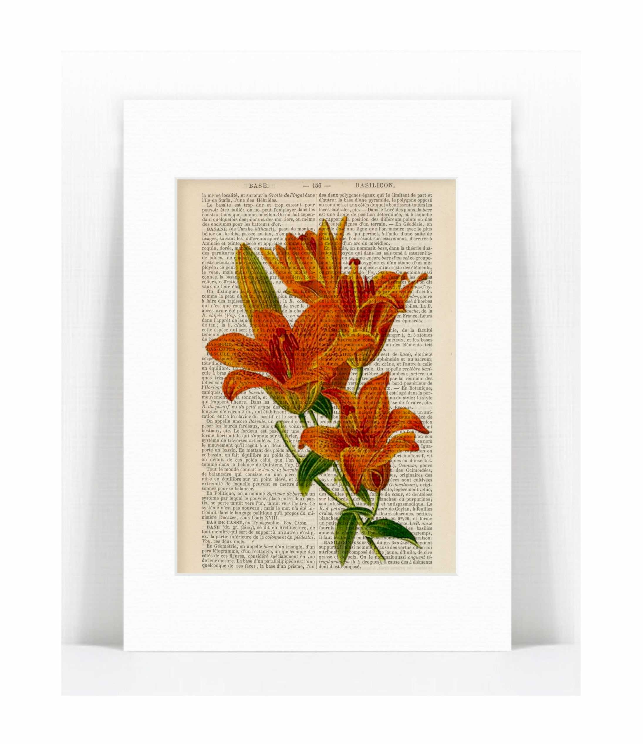 saffron lilies.jpg