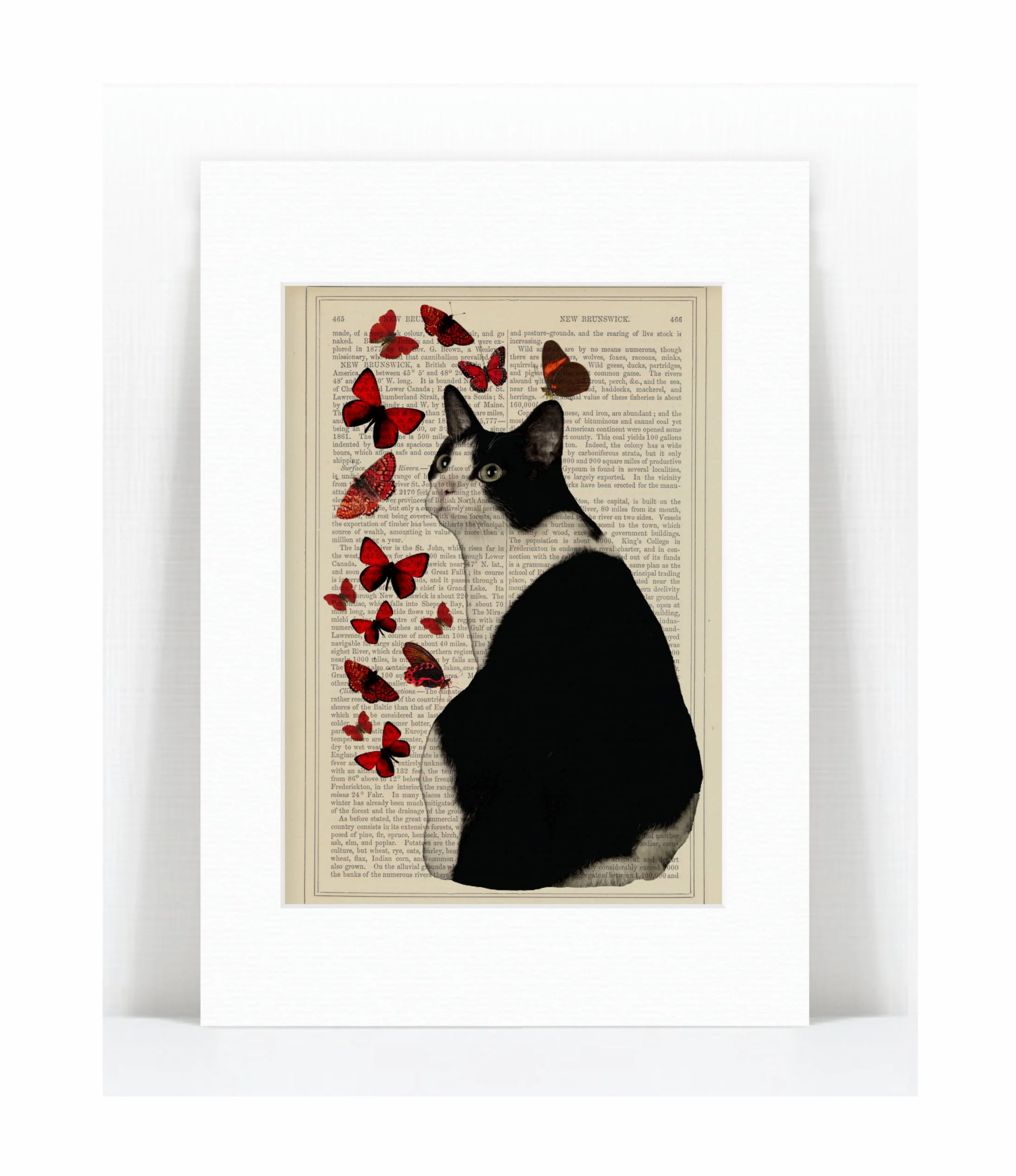 black white cat butterflies.jpg