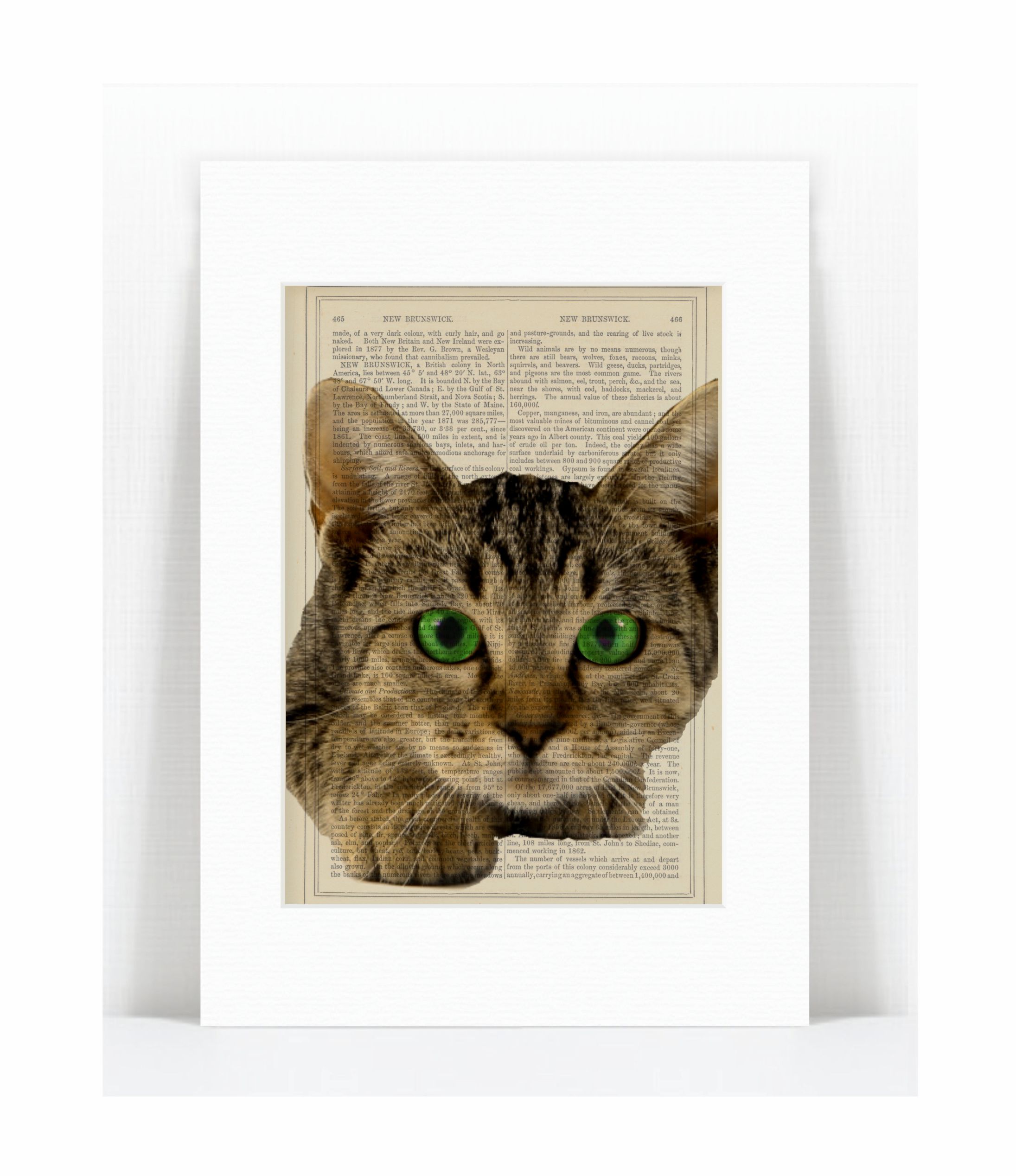 cat green eyes.jpg