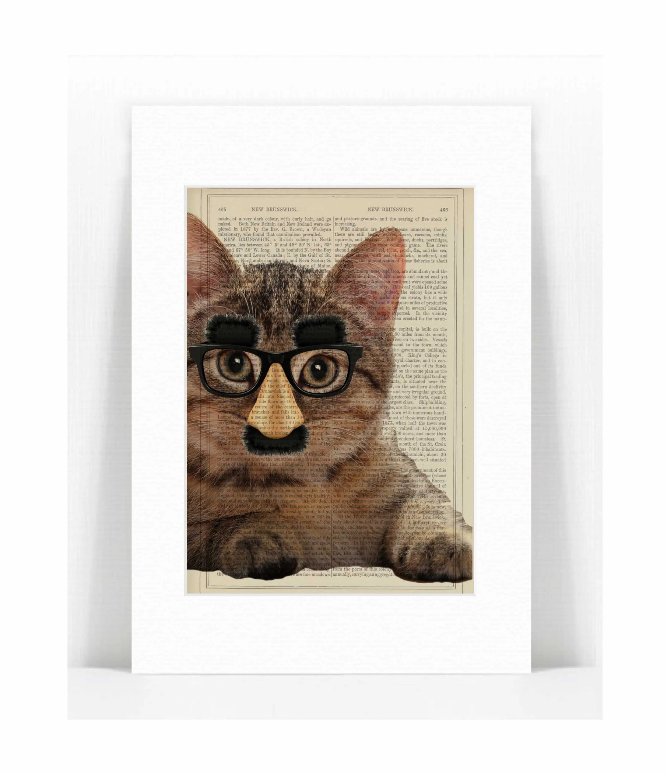 cat groucho.jpg