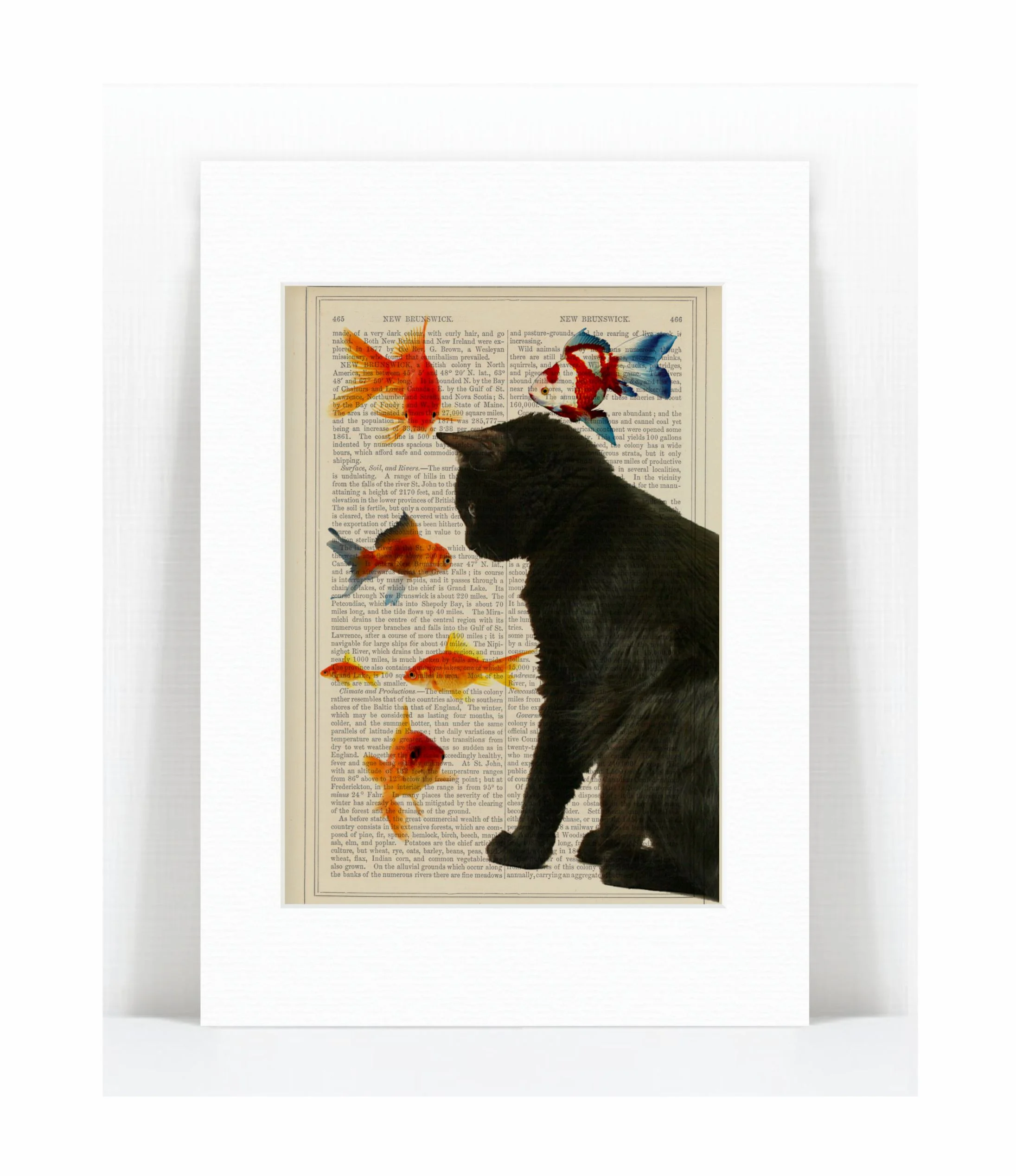 cat watching goldfish.jpg