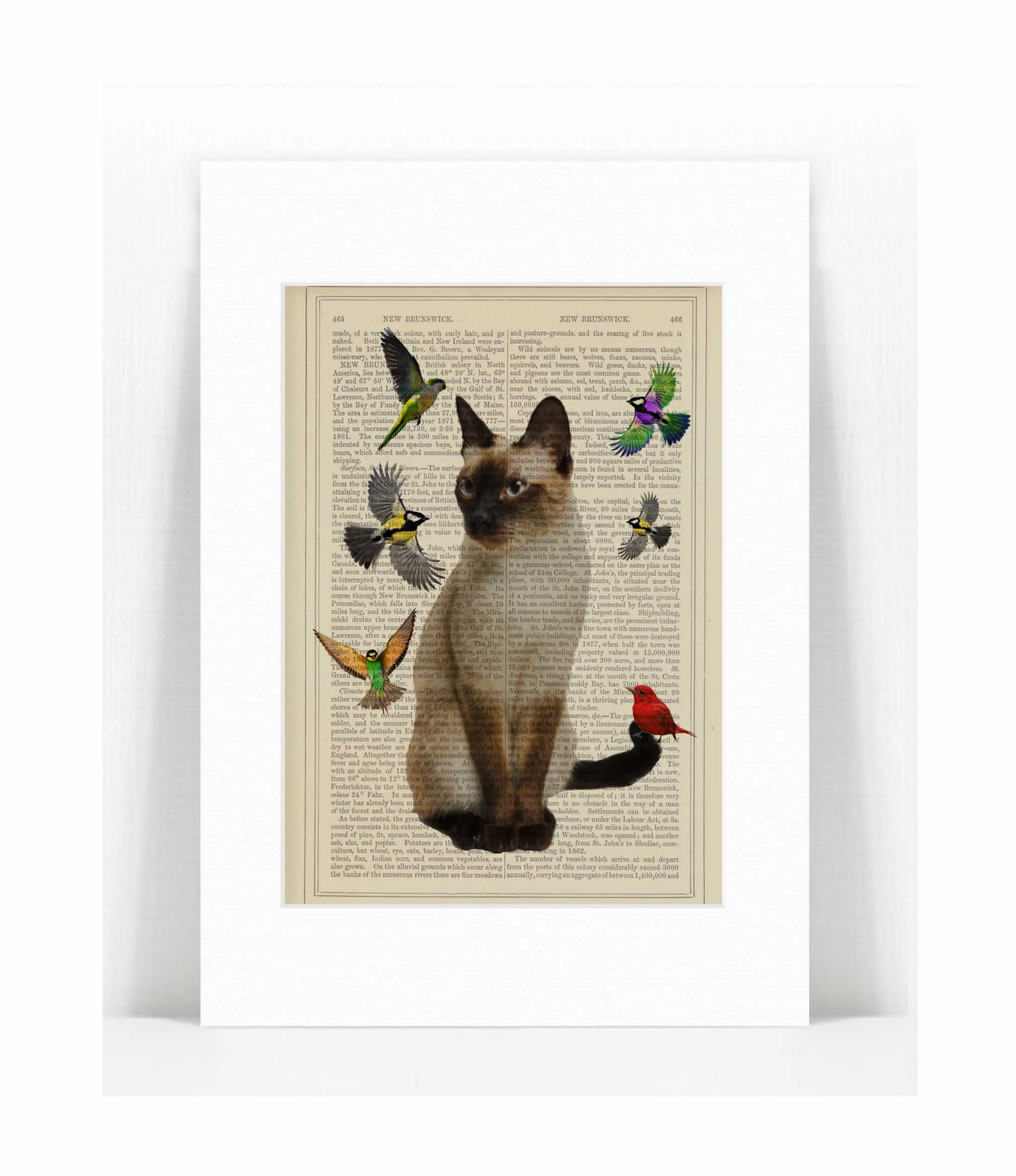 siamese cat birds.jpg