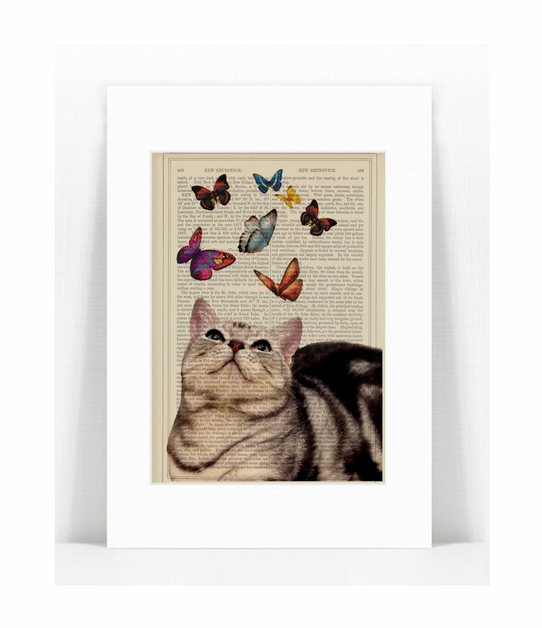 tabby cat.jpg