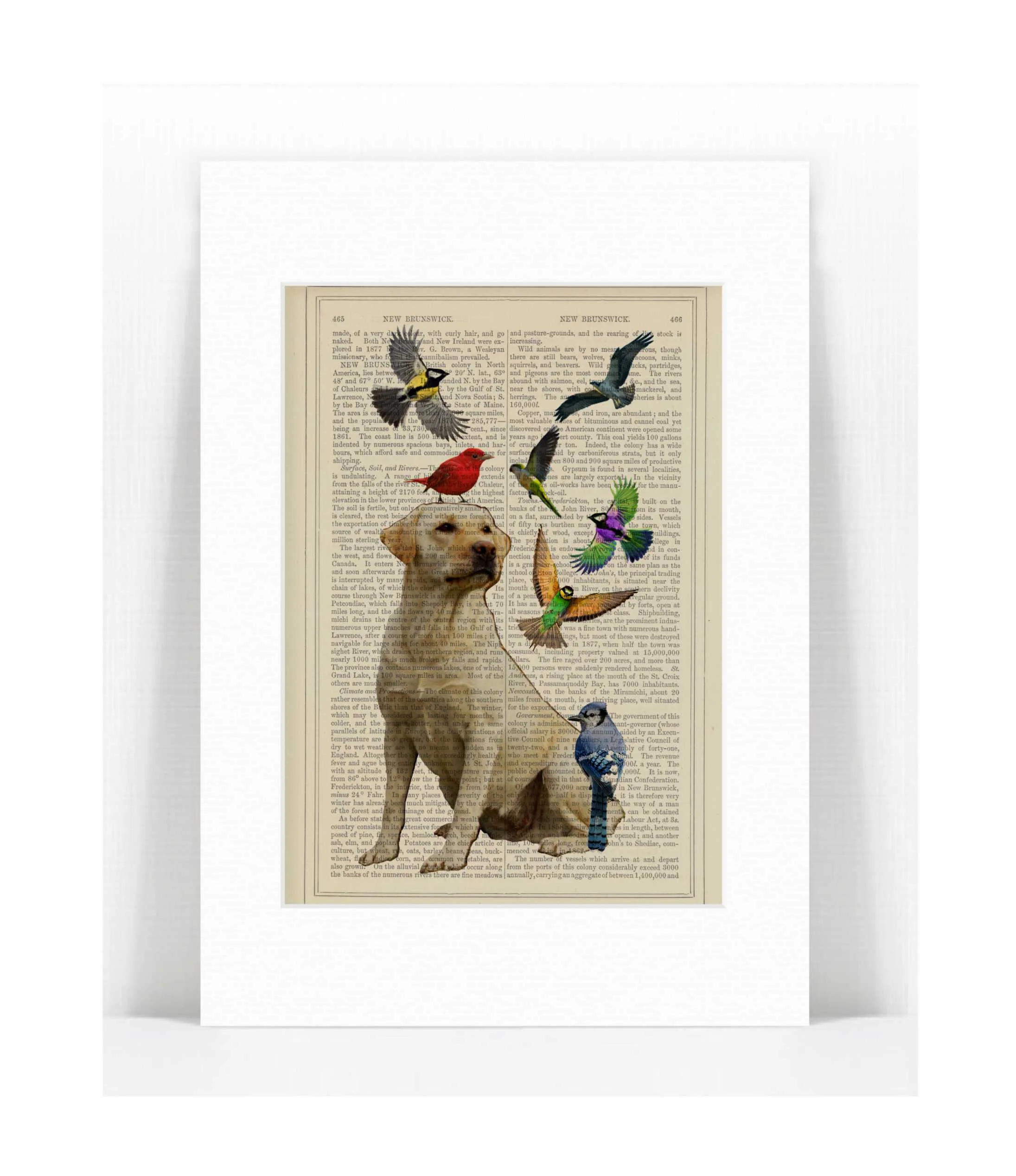 lab birds.jpg