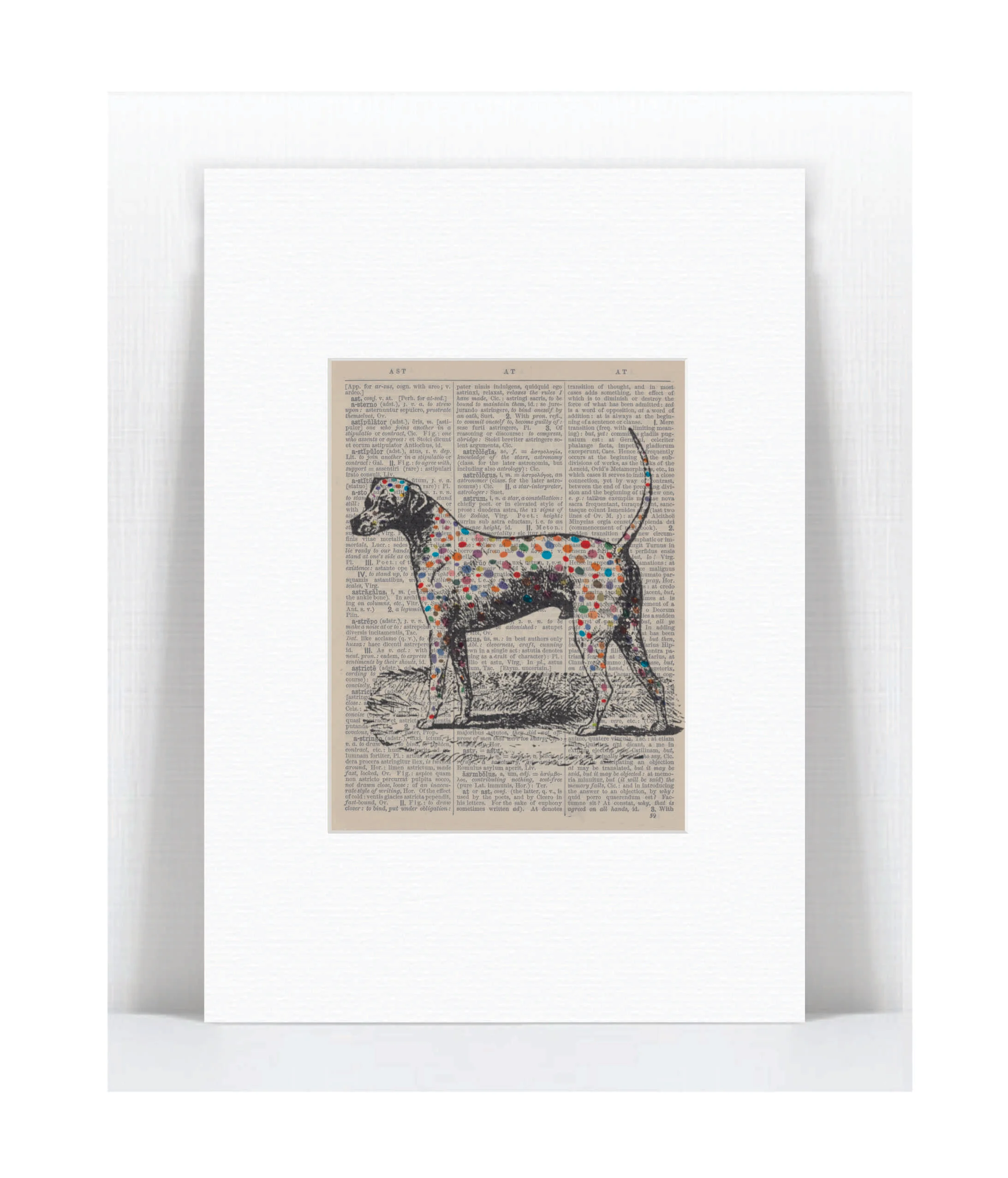 multi colour dalmation.jpg