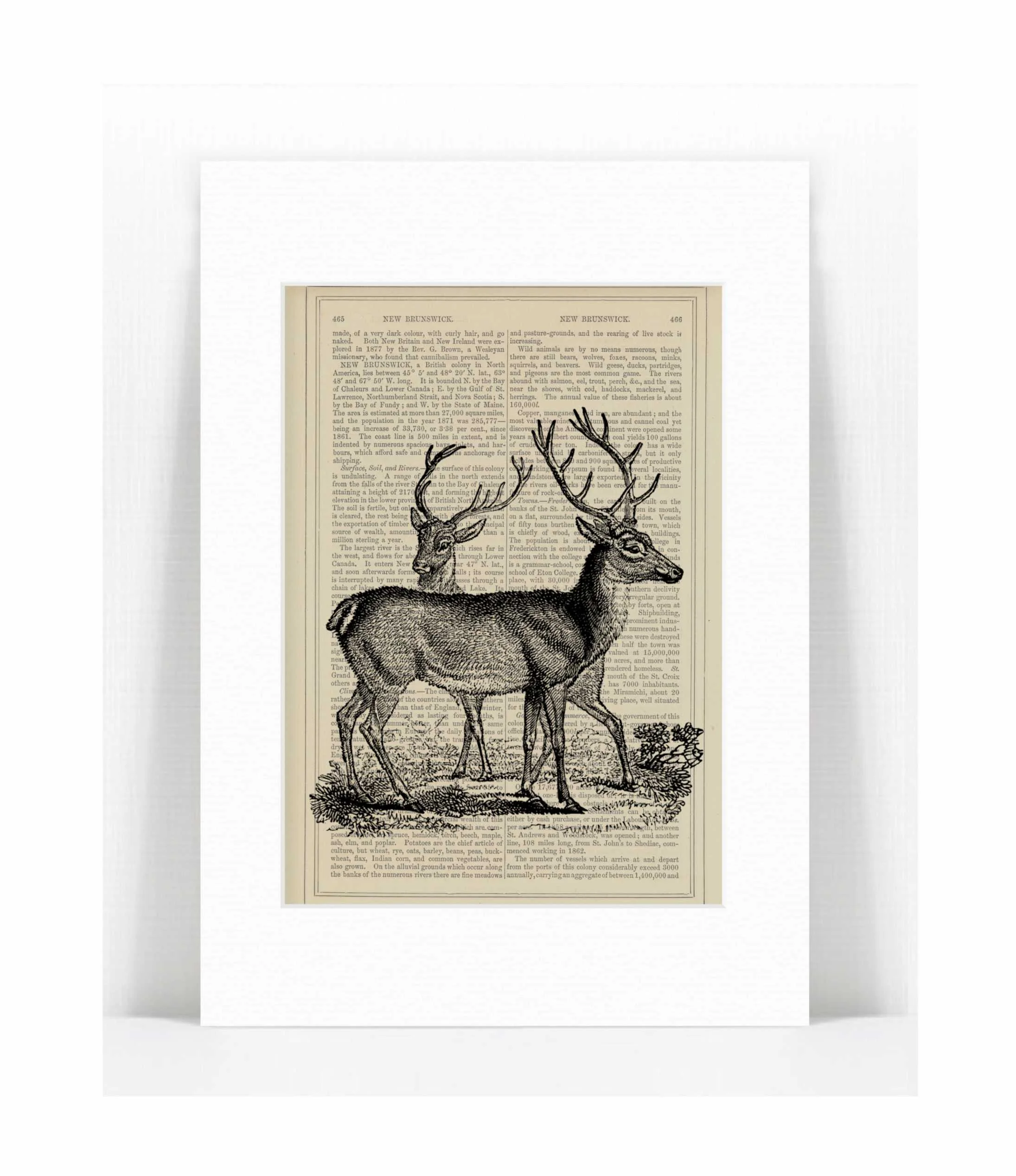 2 deer.jpg