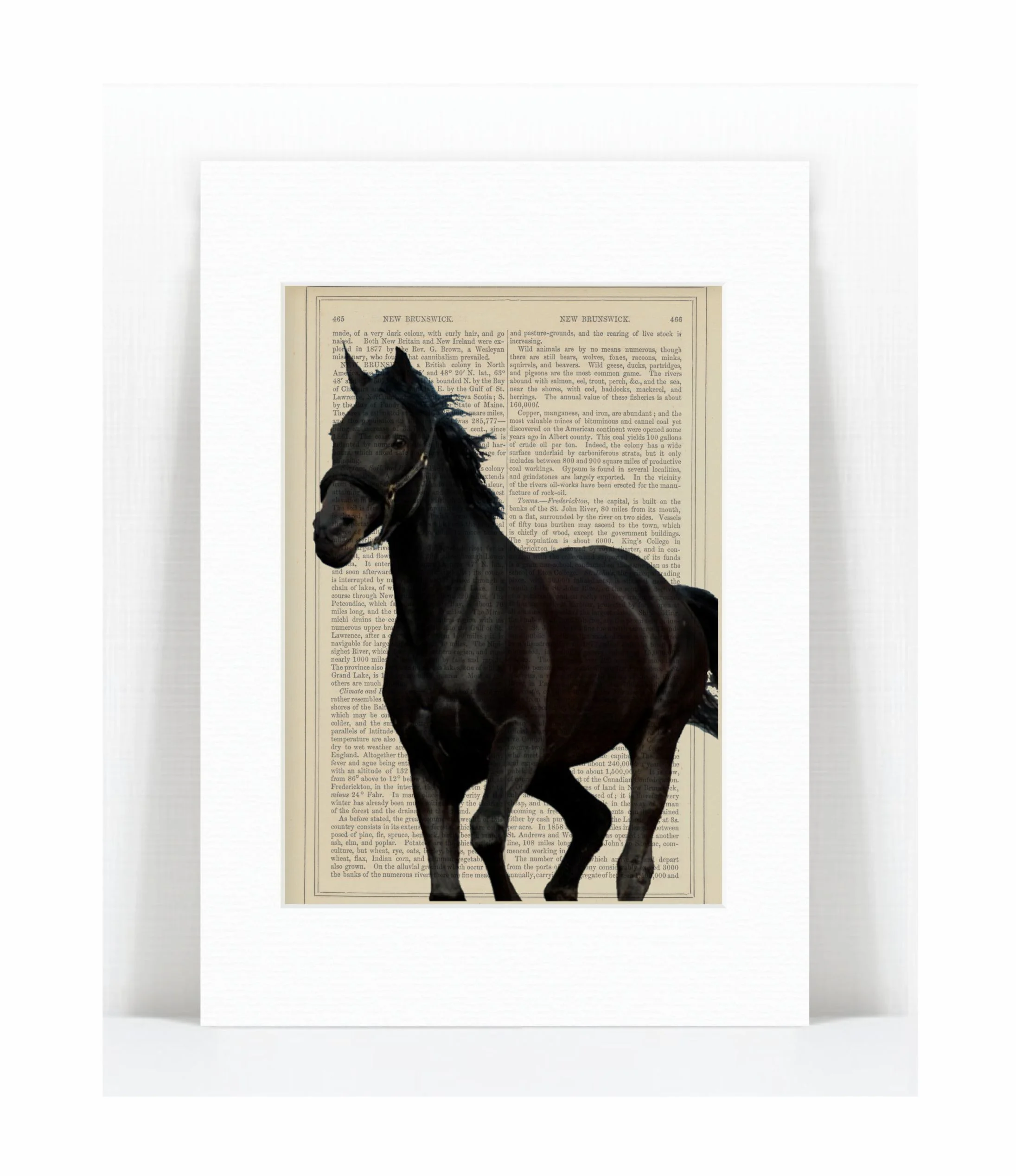 black horse.jpg