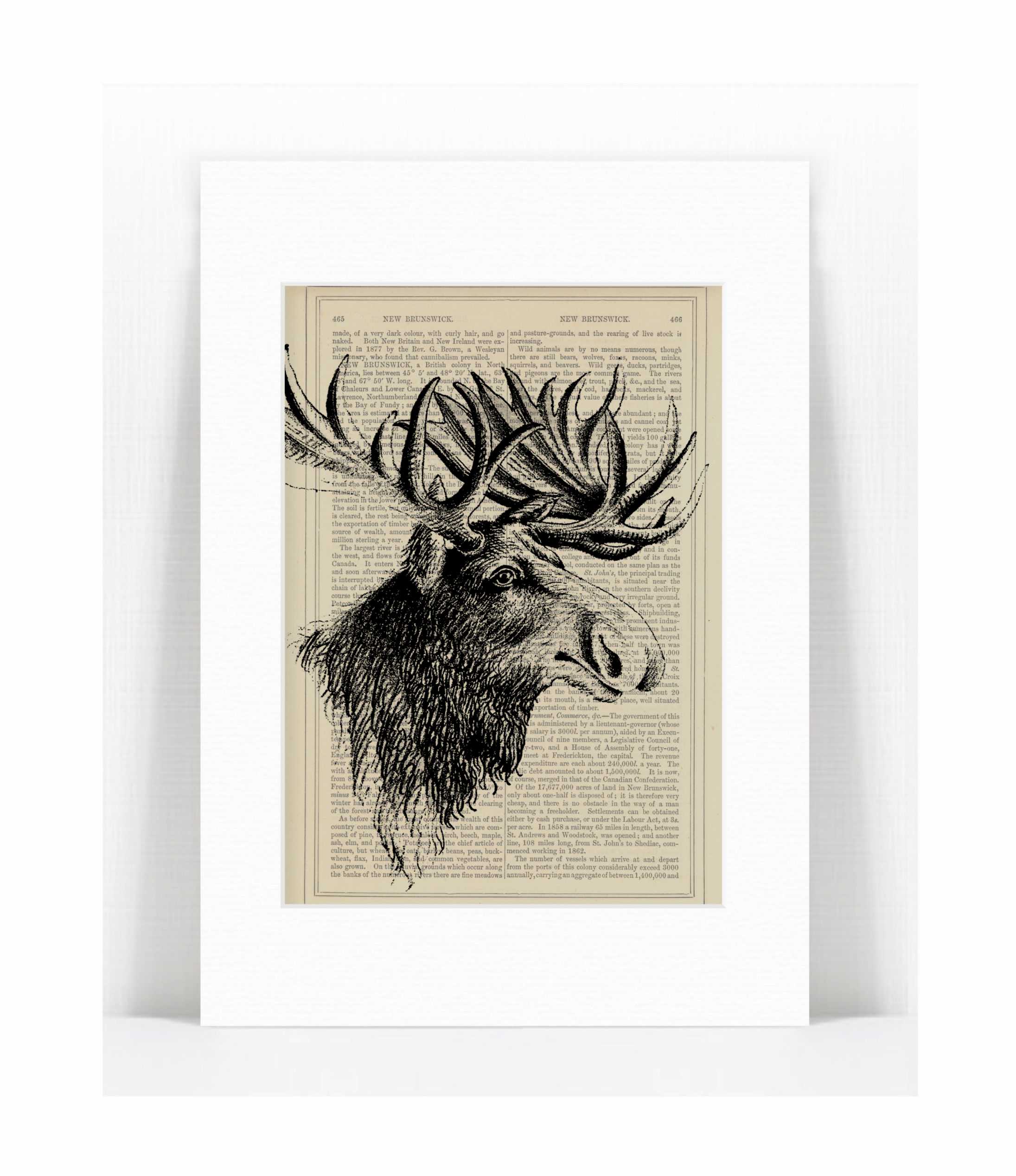 majestic moose.jpg