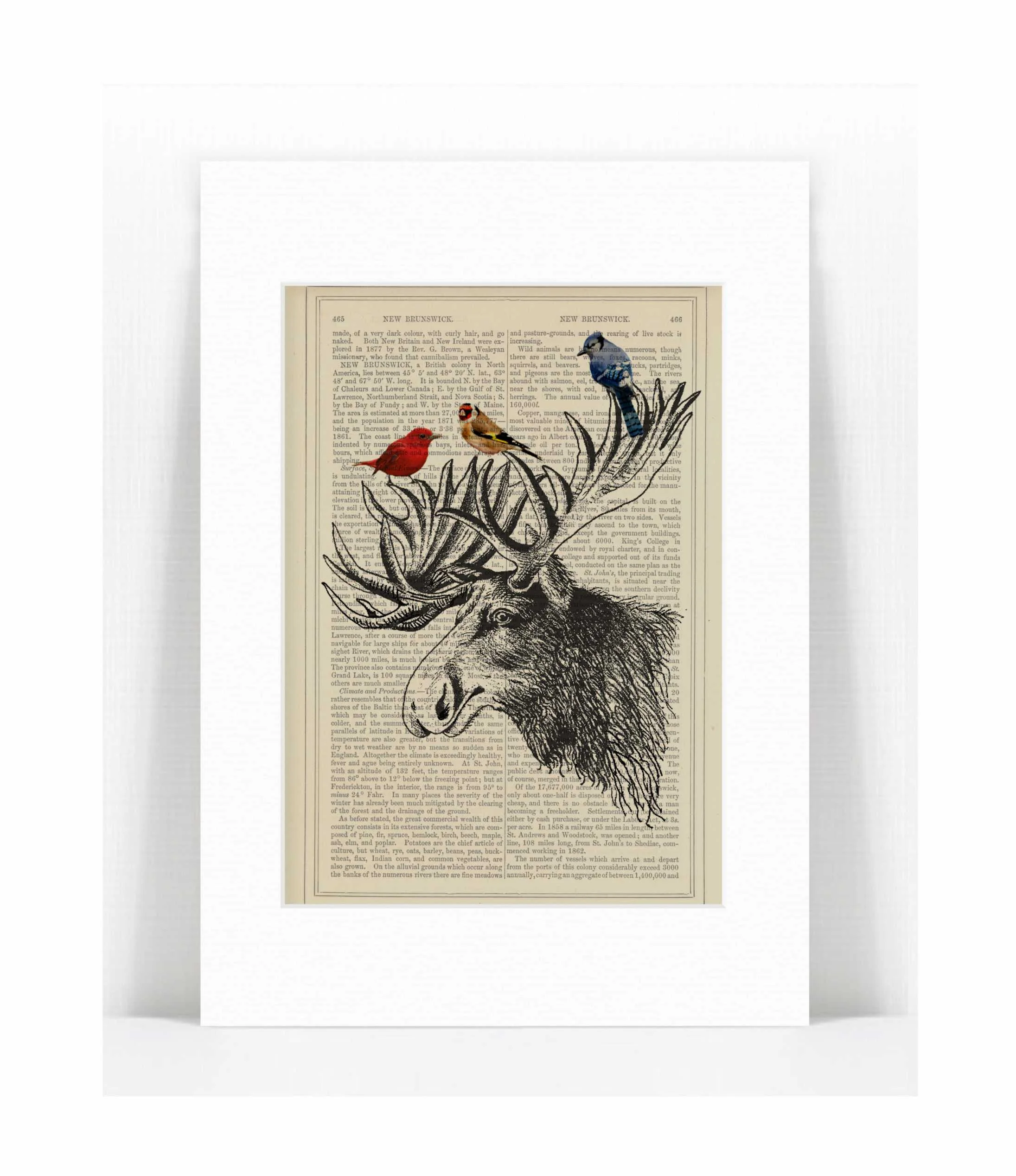 moose birds.jpg